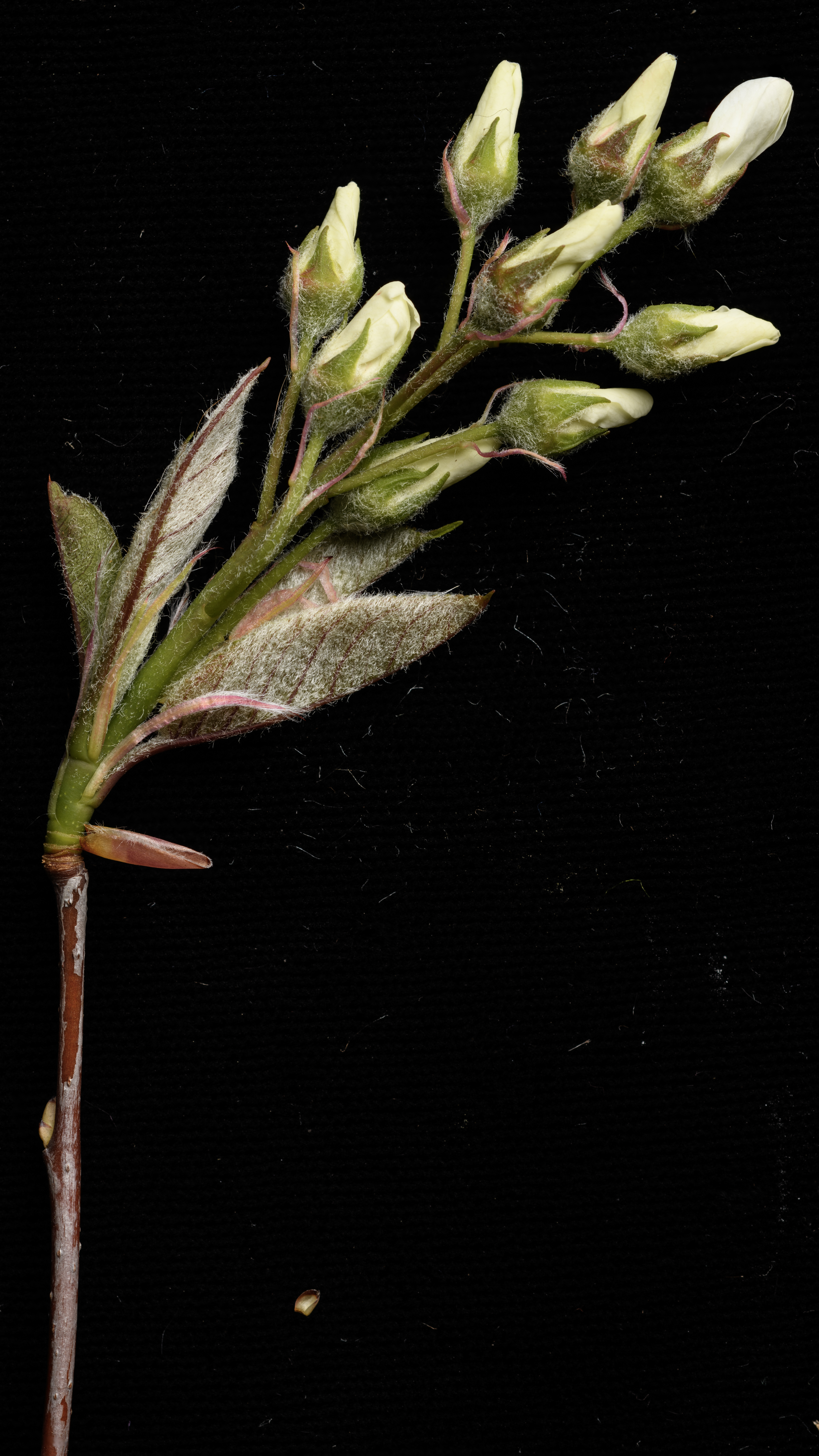 Opened Flower Bud (bud is open, flowers are closed)