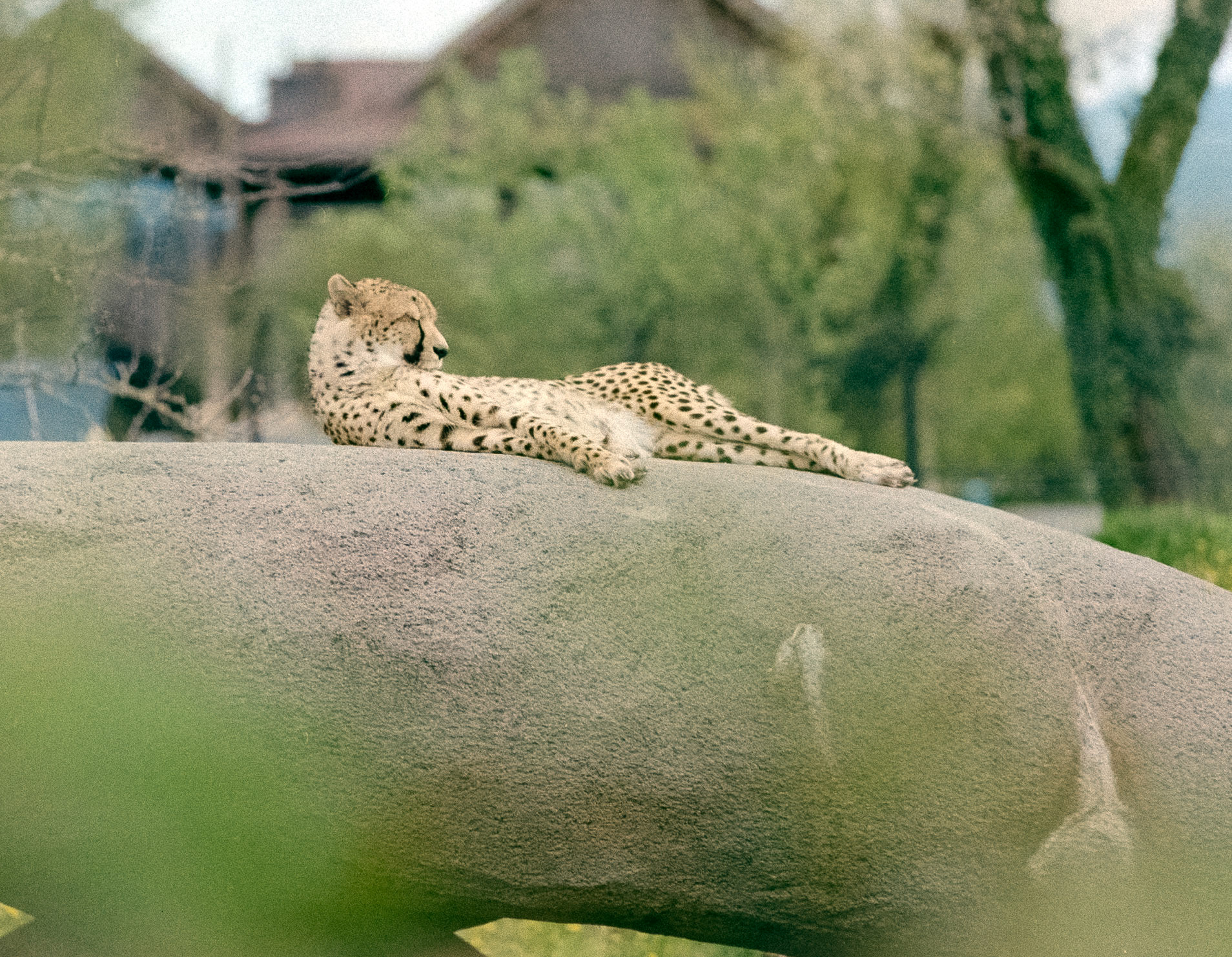 Who said portraits could only be of humans?