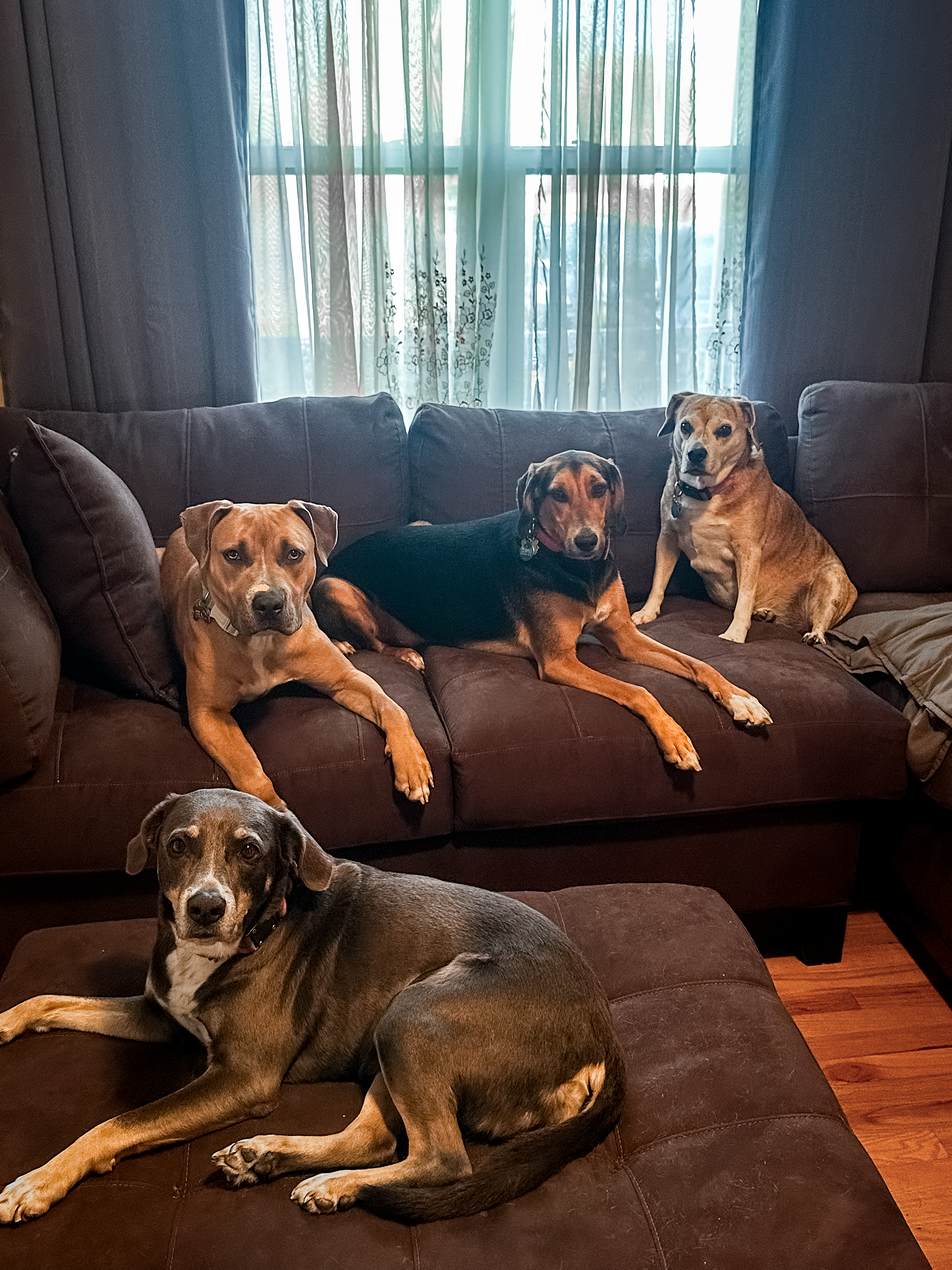 Left to Right: Desi, Sosa, Finnegan & Big Lou