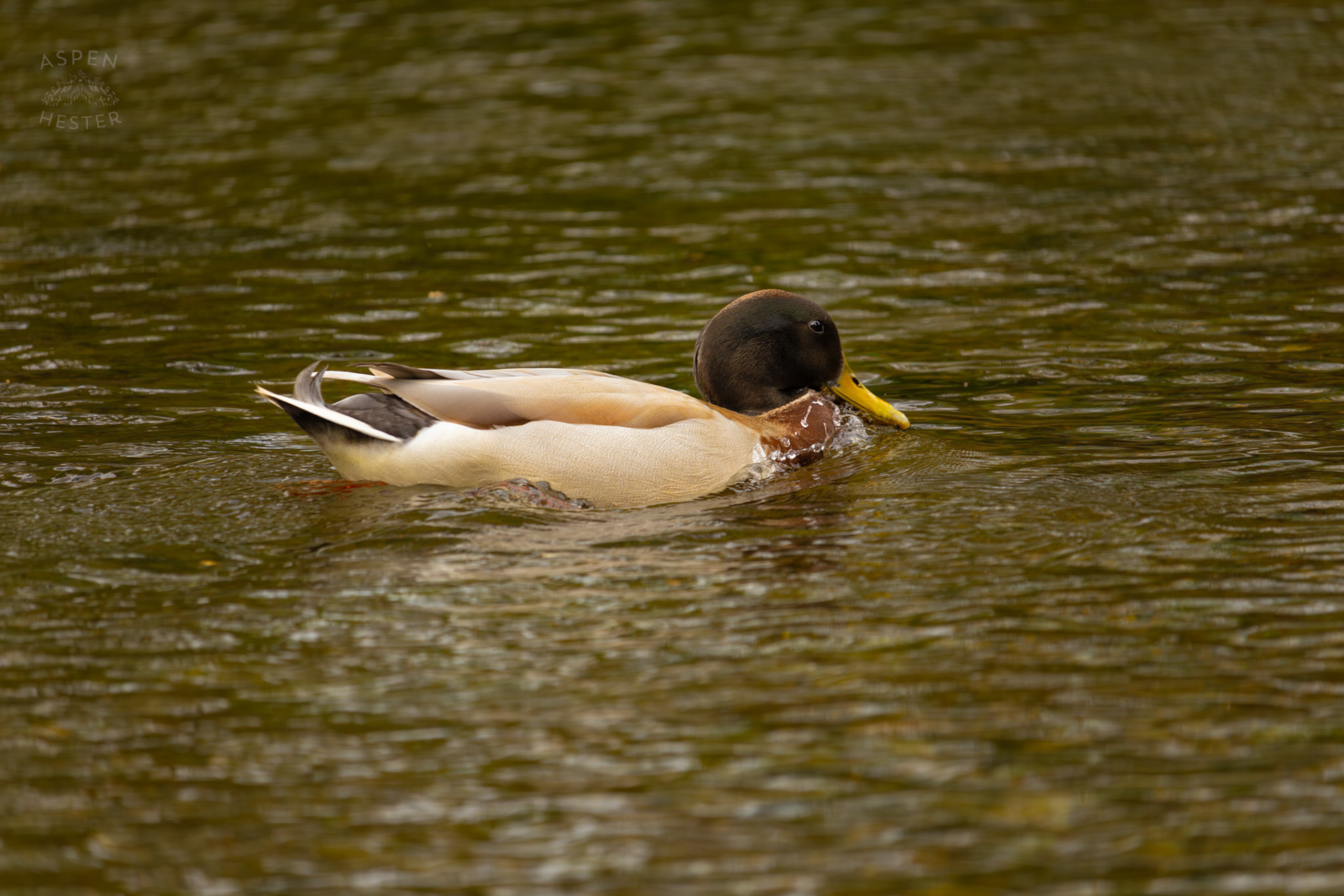 A Male Mallard Swims in Middle Fork Beargrass Creek Where It Runs Through Brown Park. April 14th, 2025/Aspen Hester