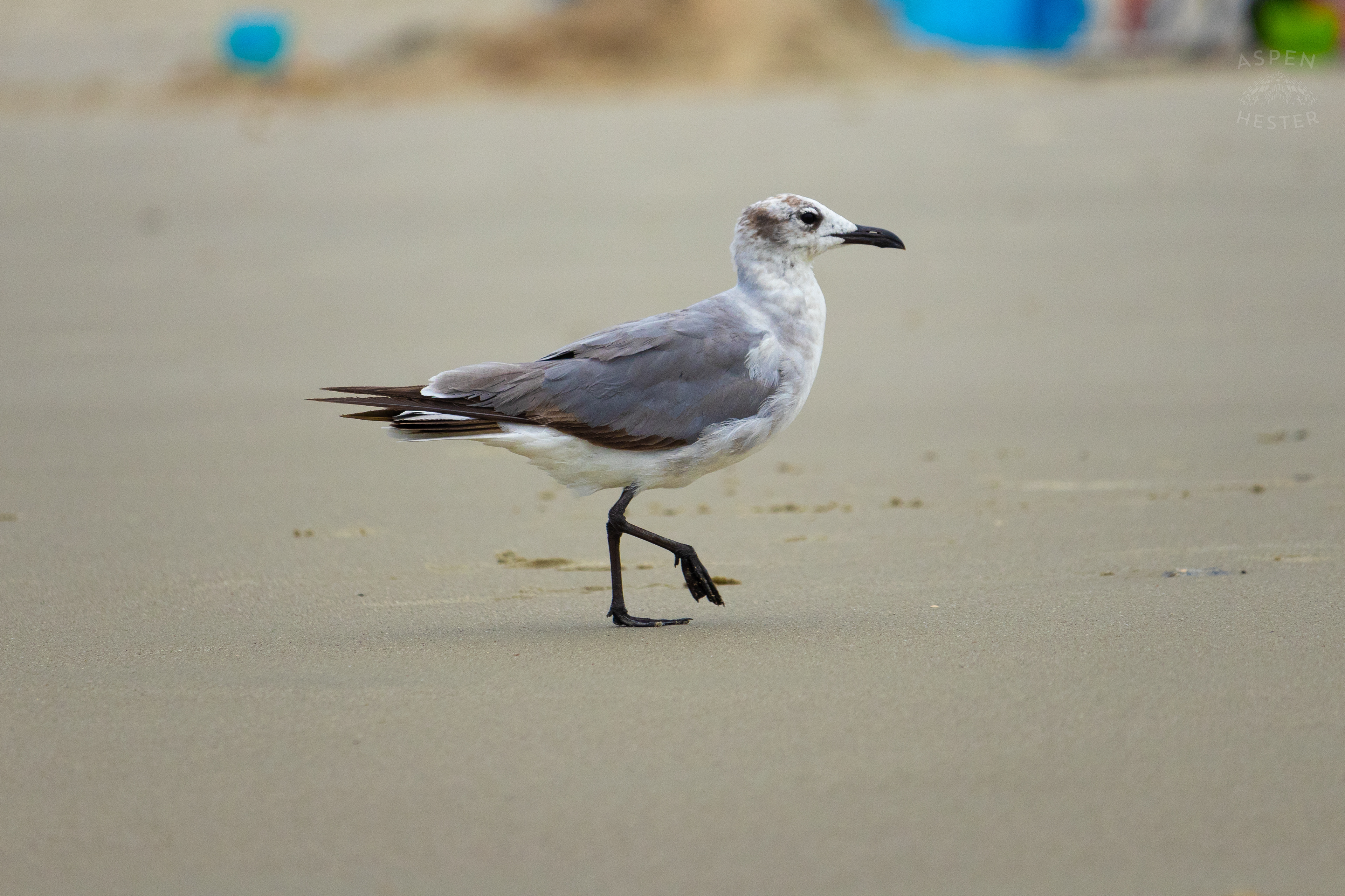 Seagull On Tybee Island Georgia. June 24th, 2024/Aspen Hester
