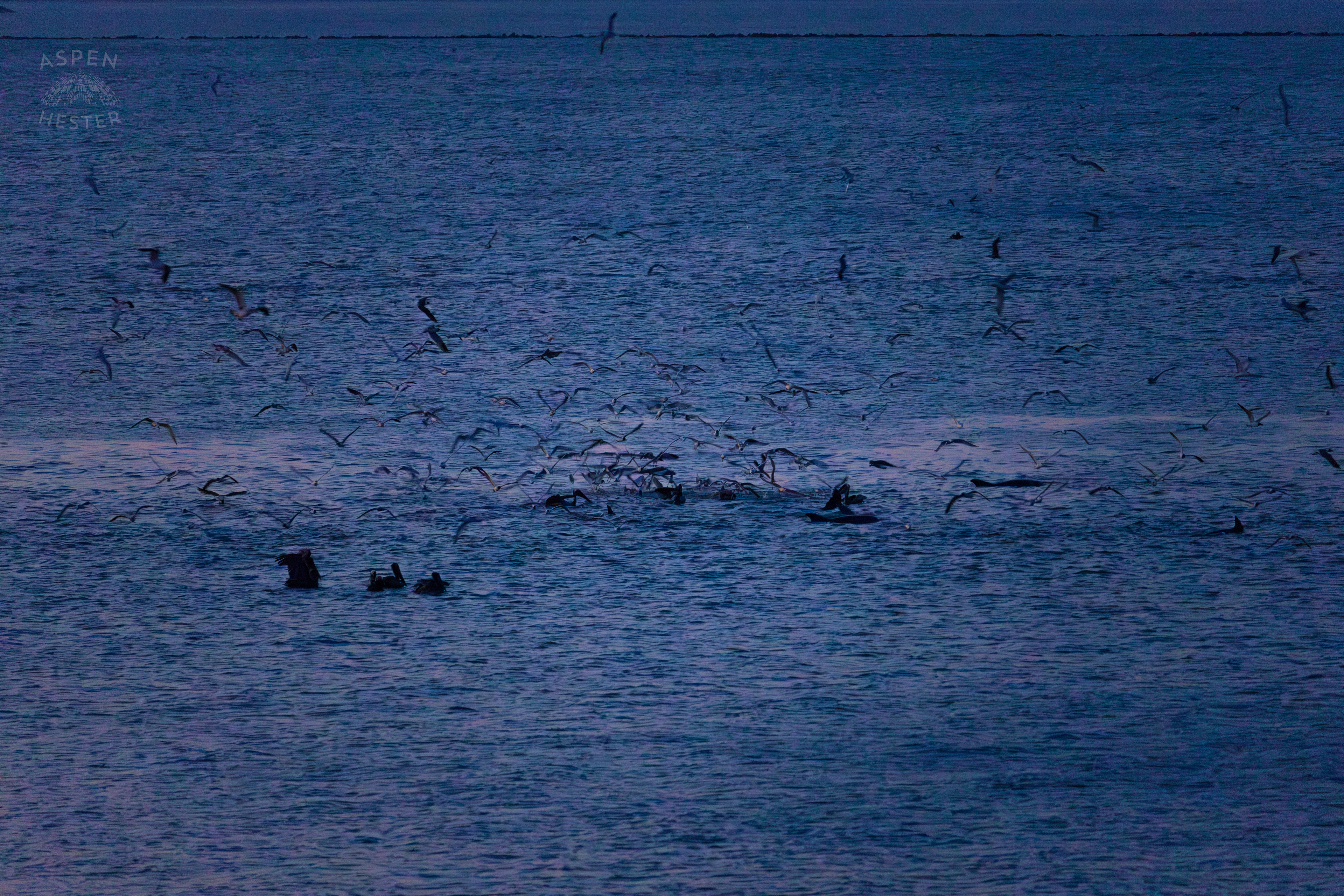 Birds Flocking in The Waters of Tybee Island Georgia. June 25th, 2024/Aspen Hester