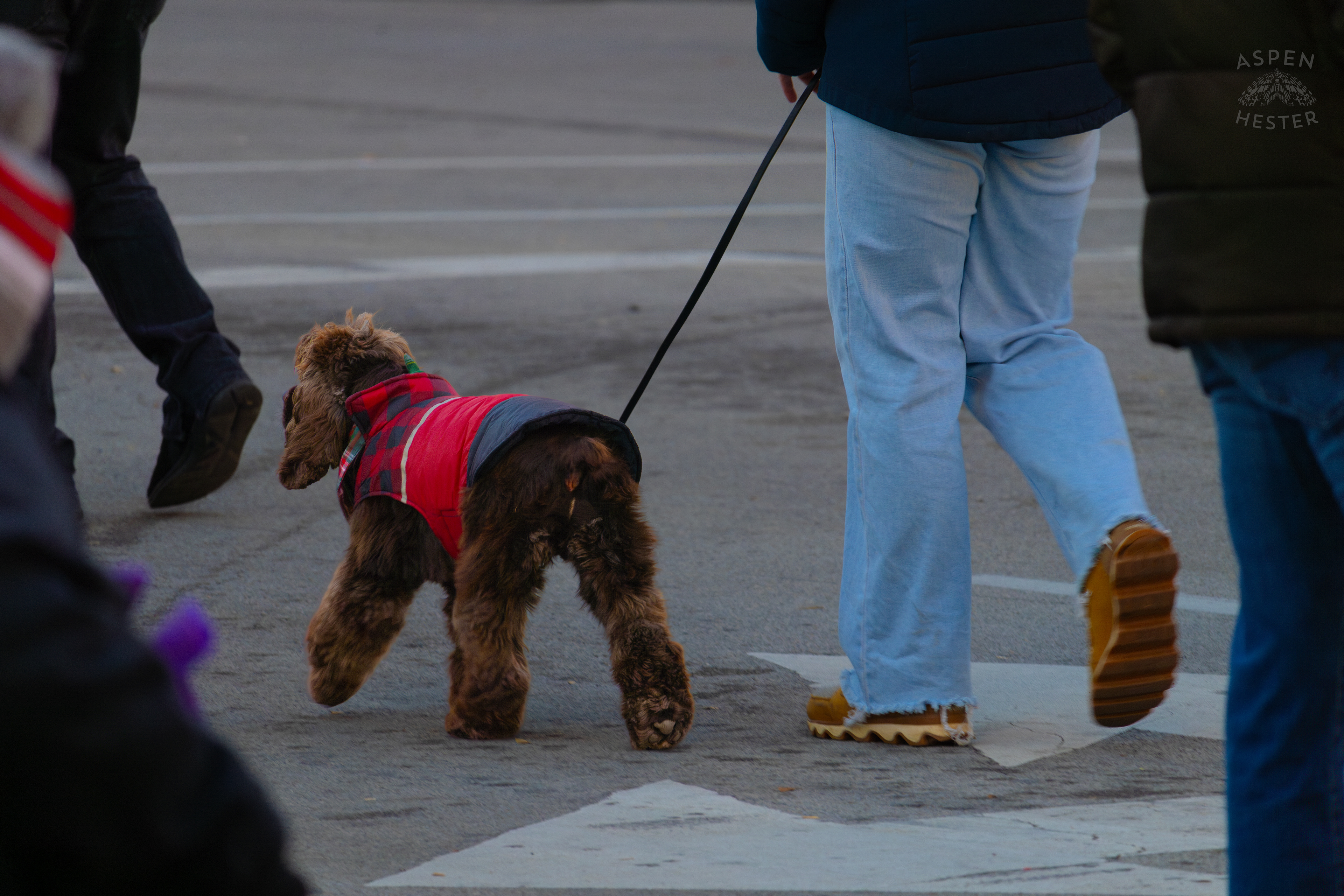 Dogs Enjoying The Holiday Cheer at The Light Up Louisville 2024 Festivities. December 7th, 2024/Aspen Hester