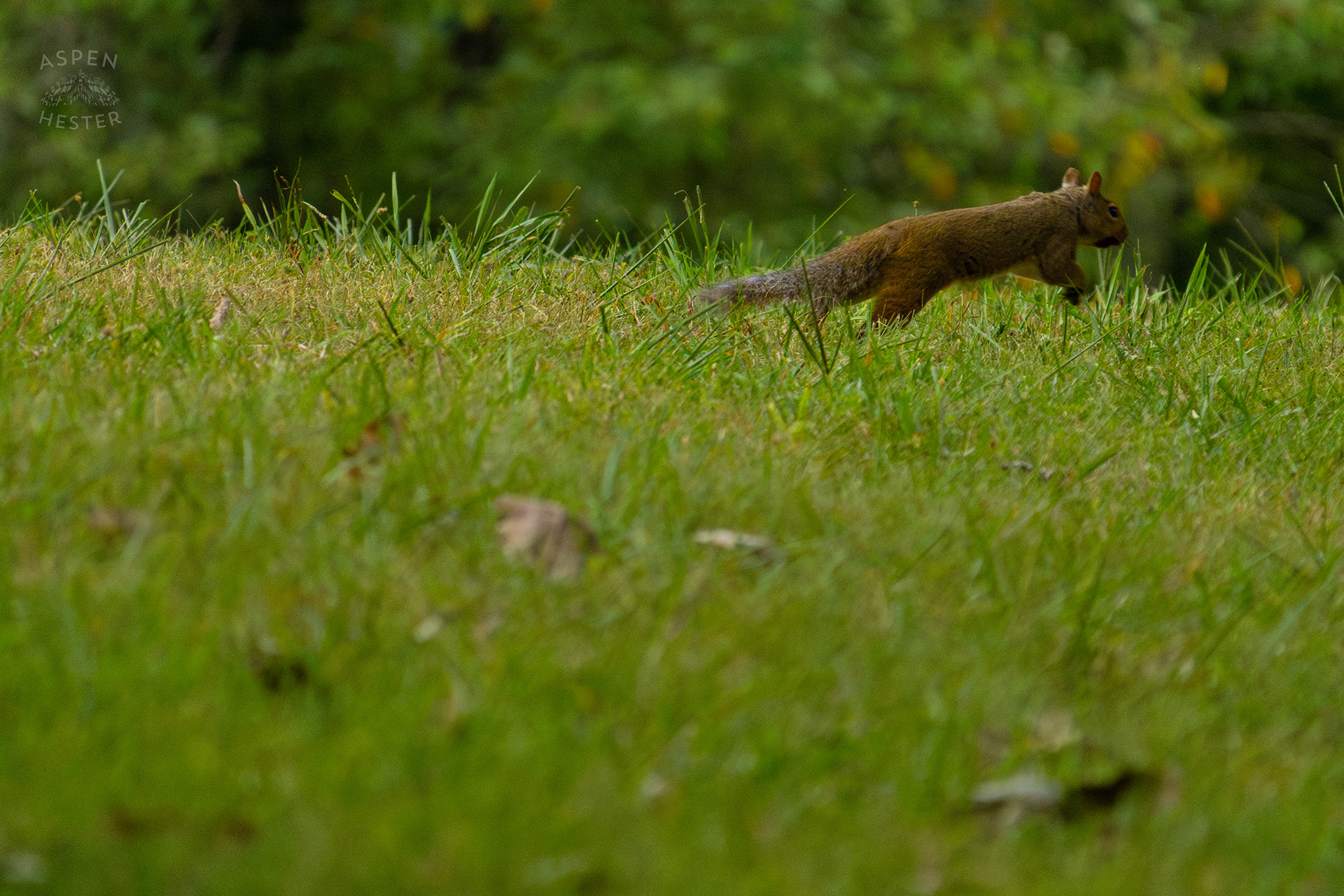 A Squirrel Runs Through Wendell Moore Park. August 12th, 2024/Aspen Hester