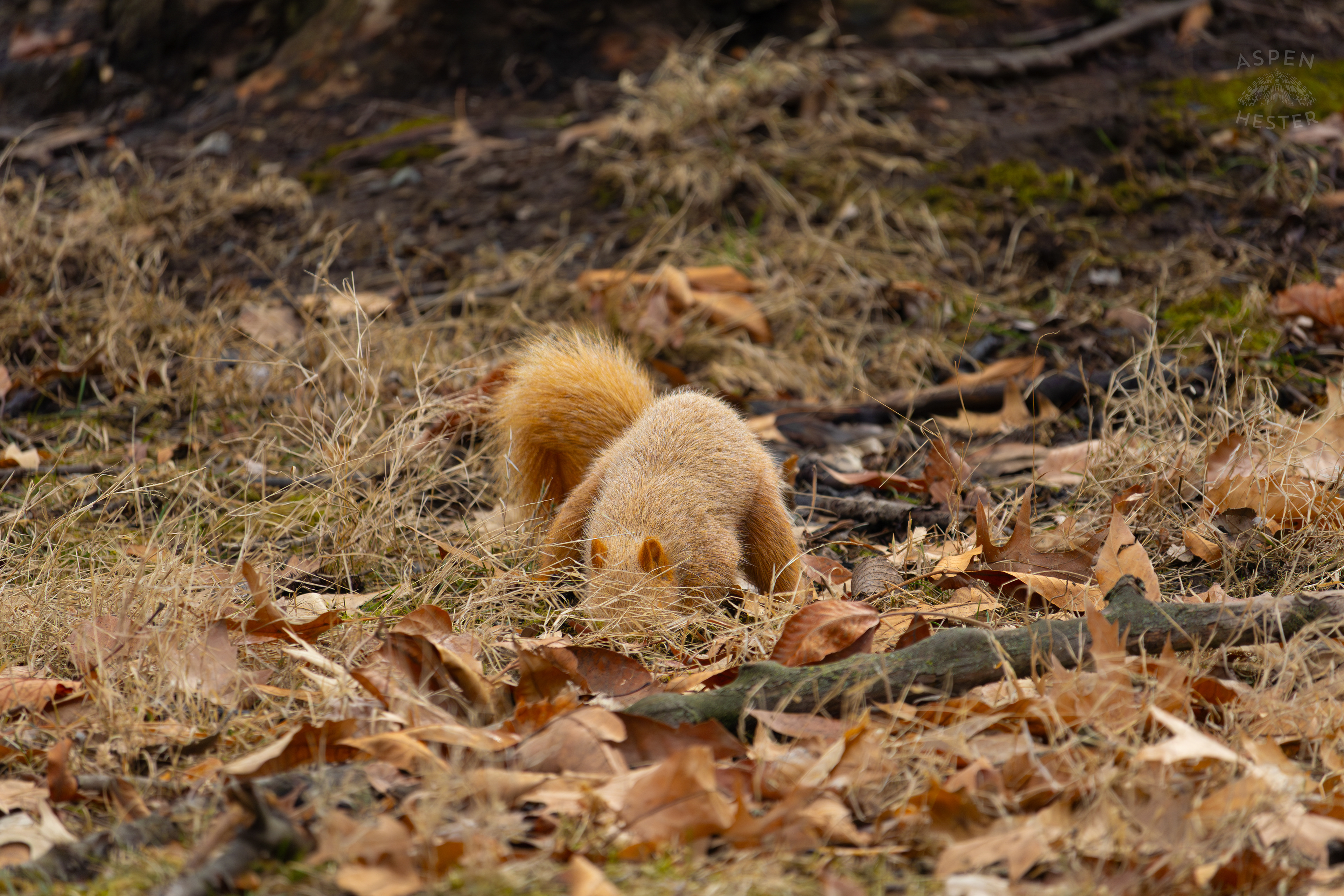 A Ginger Squirrel Foraging Around Outside The National Aviary in Pittsburgh Pennsylvania. February 26th, 2025/Aspen Hester
