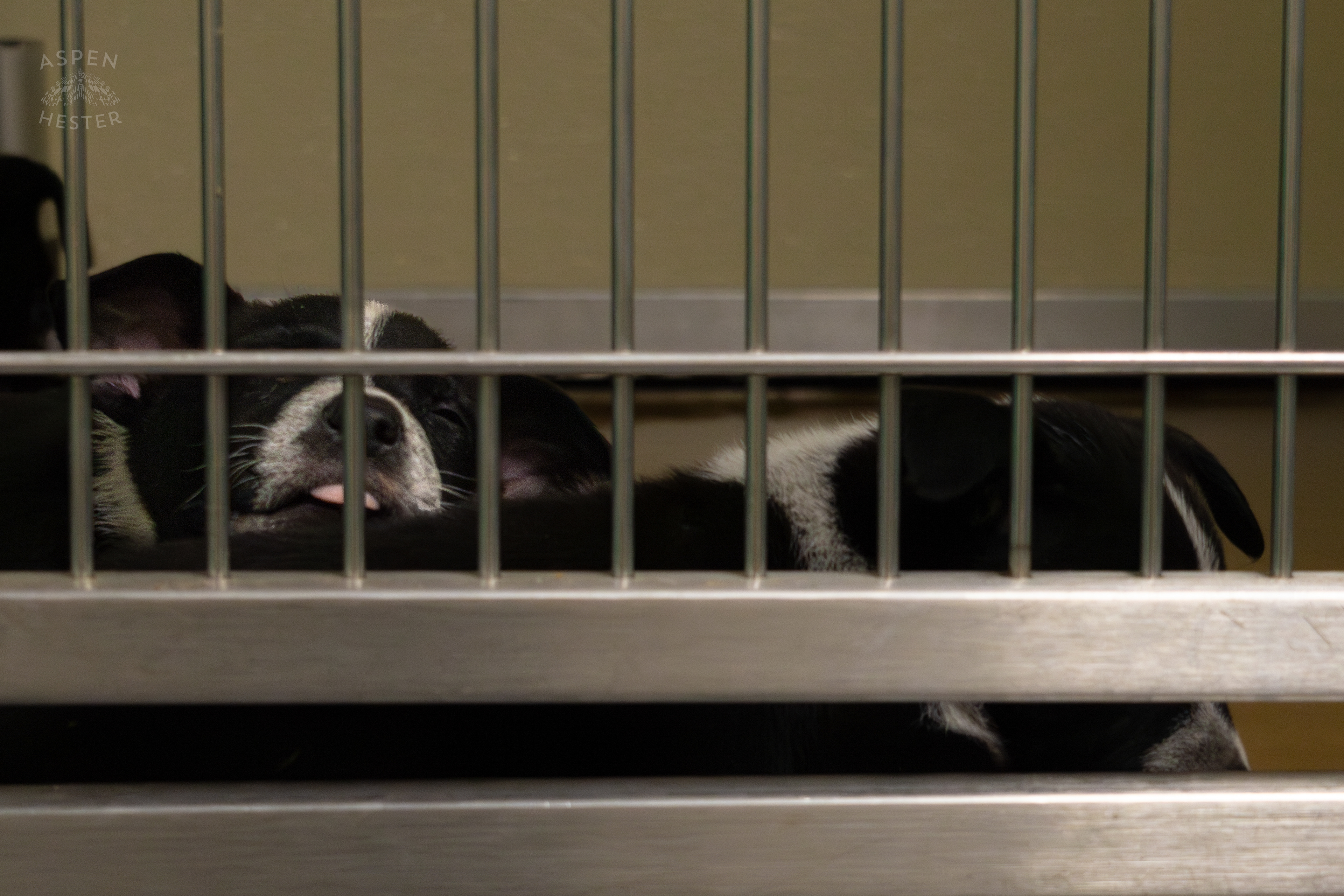 Two of The Five Puppies Abandoned On The Road Outside of Louisville Metro Animal Services. September 4th, 2024/Aspen Hester