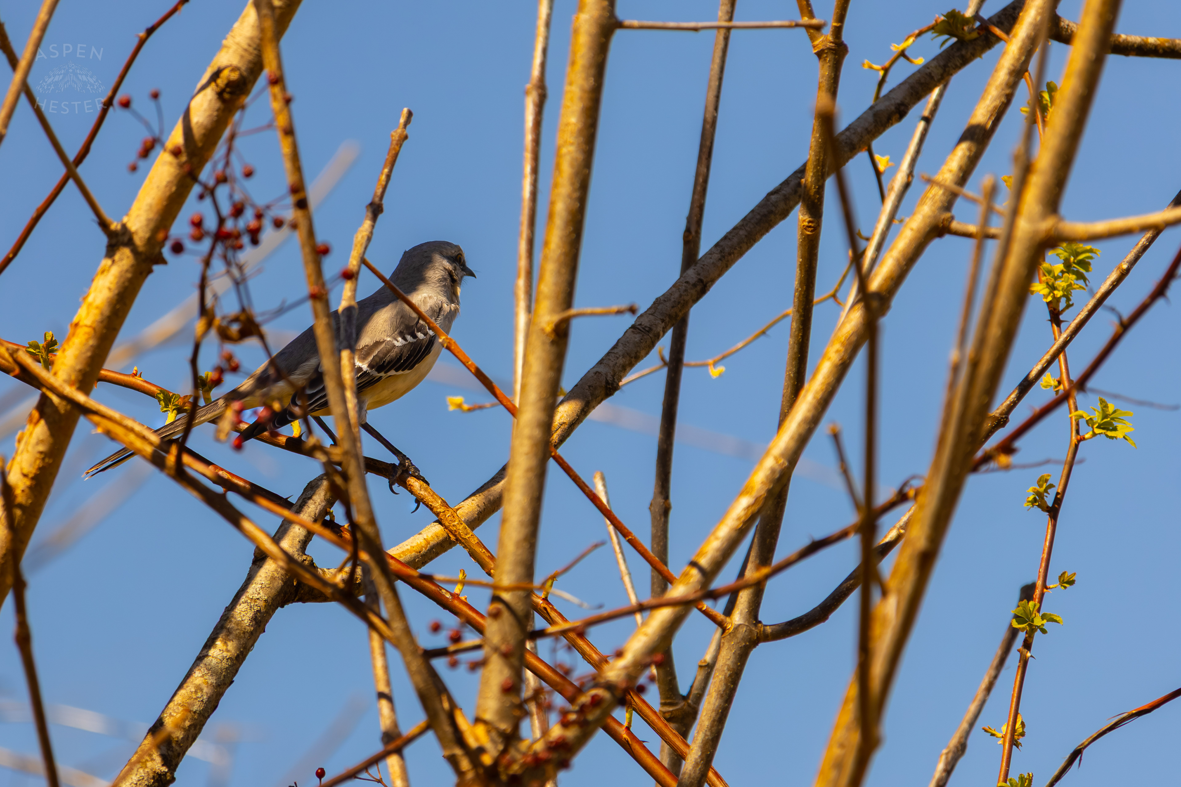 A Northern Mockingbird Stands Among The Budding Foliage of Wendell Moore Park Right Before Spring. March 18th, 2025/Aspen Hester