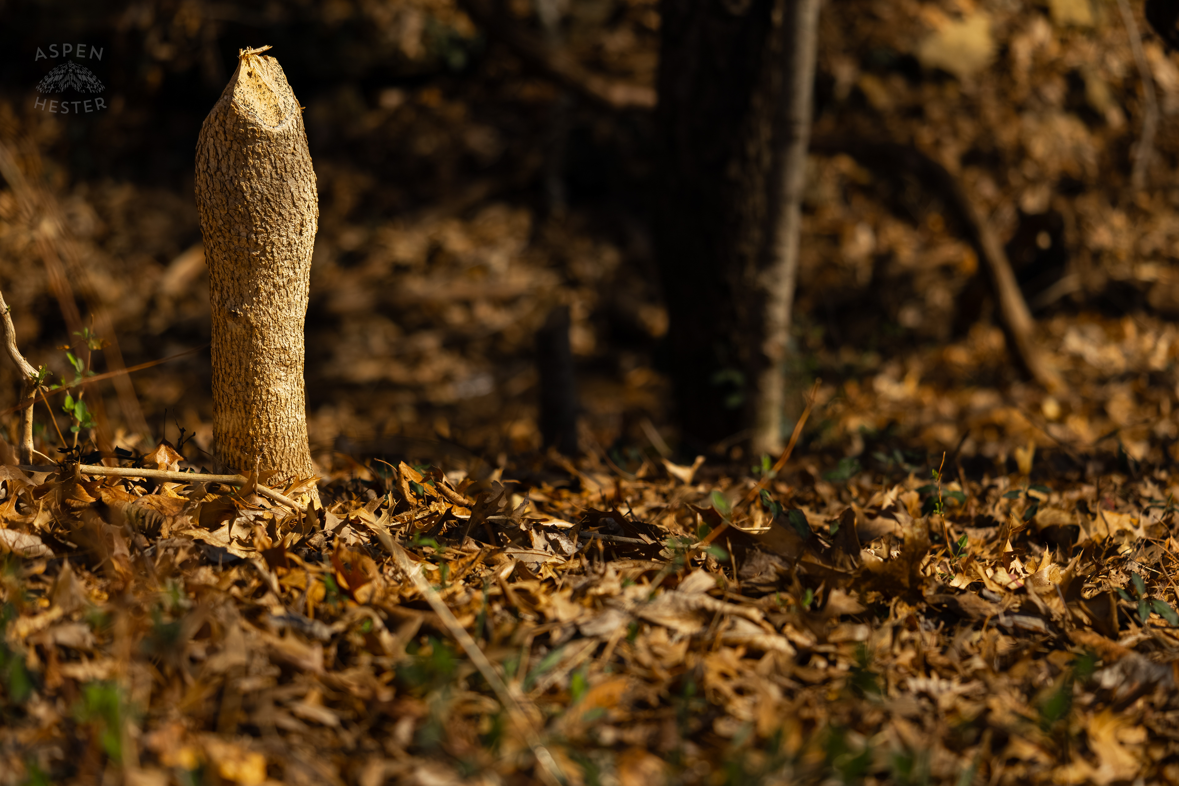 What Remains of A Tree After A Beaver Got to It in Wendell Moore Park Right Before Spring. March 18th, 2025/Aspen Hester