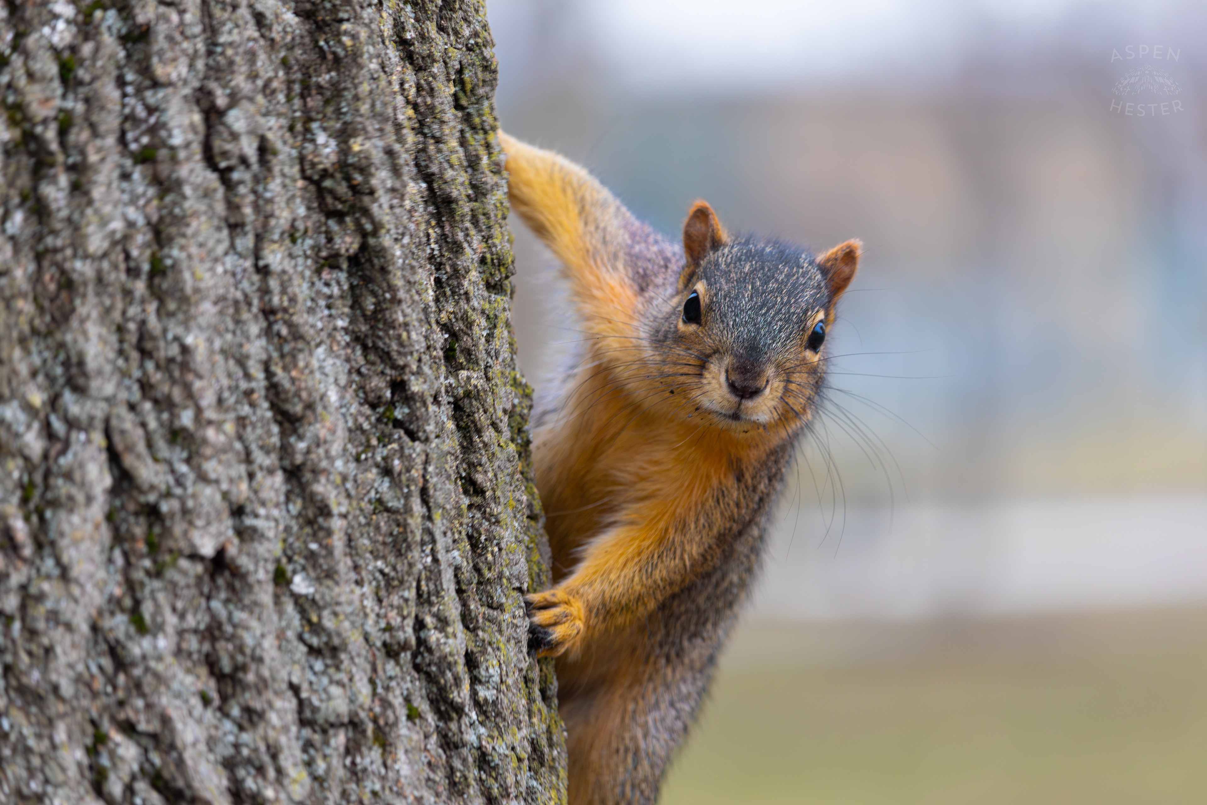 A Squirrel Climbs A Tree Outside The National Aviary in Pittsburgh Pennsylvania. February 26th, 2025/Aspen Hester