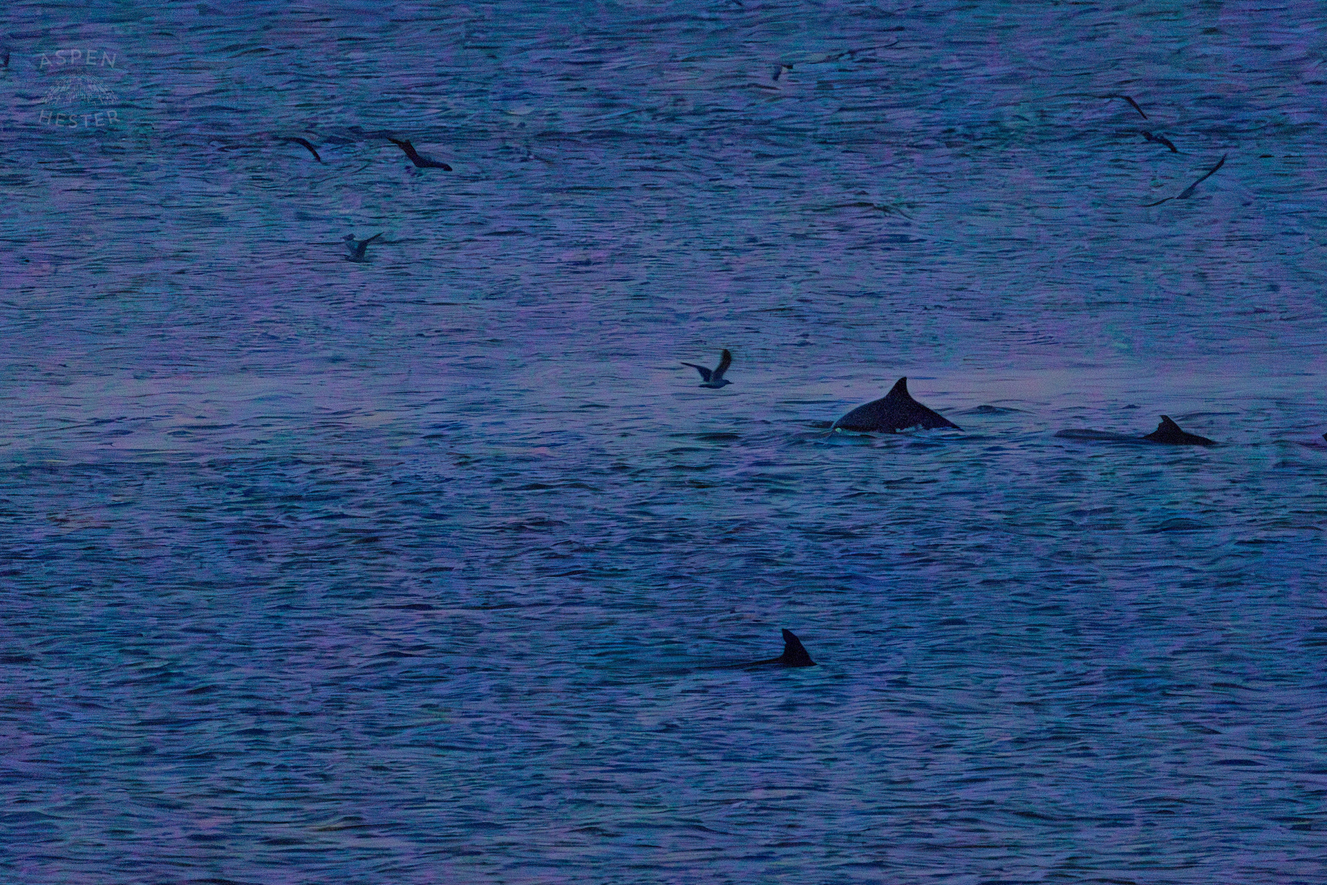 Birds Flocking and Dolphins Swimming in The Waters of Tybee Island Georgia. June 25th, 2024/Aspen Hester