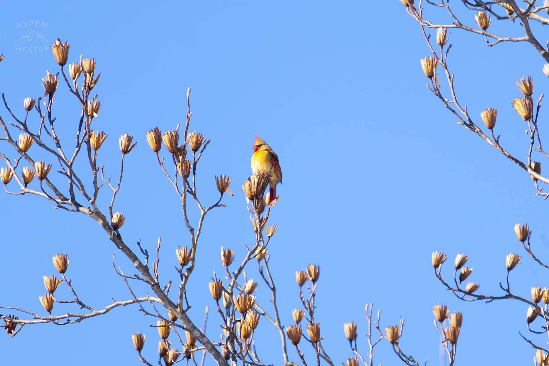 A Bright Female Cardinal Sits in A Tulip Tree in my Backyard. January 13th, 2025/Aspen Hester