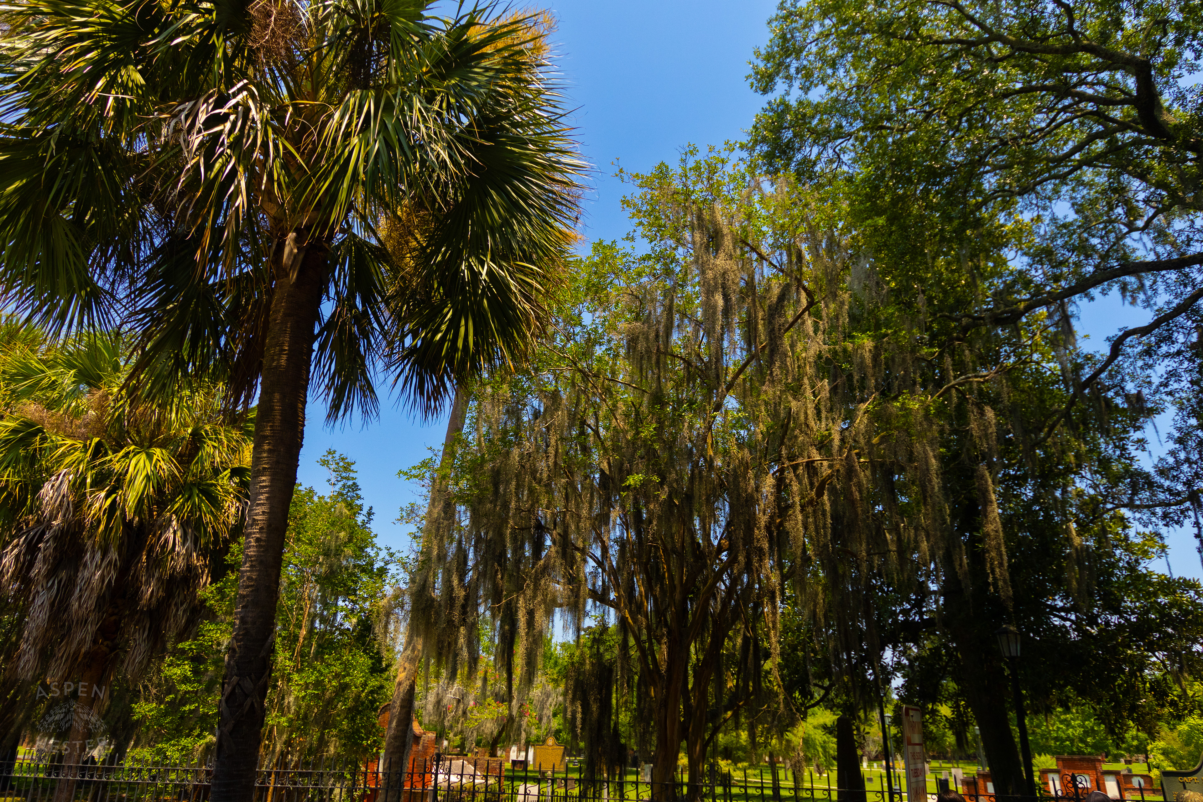 Palm and Oak Trees in Savannah Georgia. June 26th, 2024/Aspen Hester