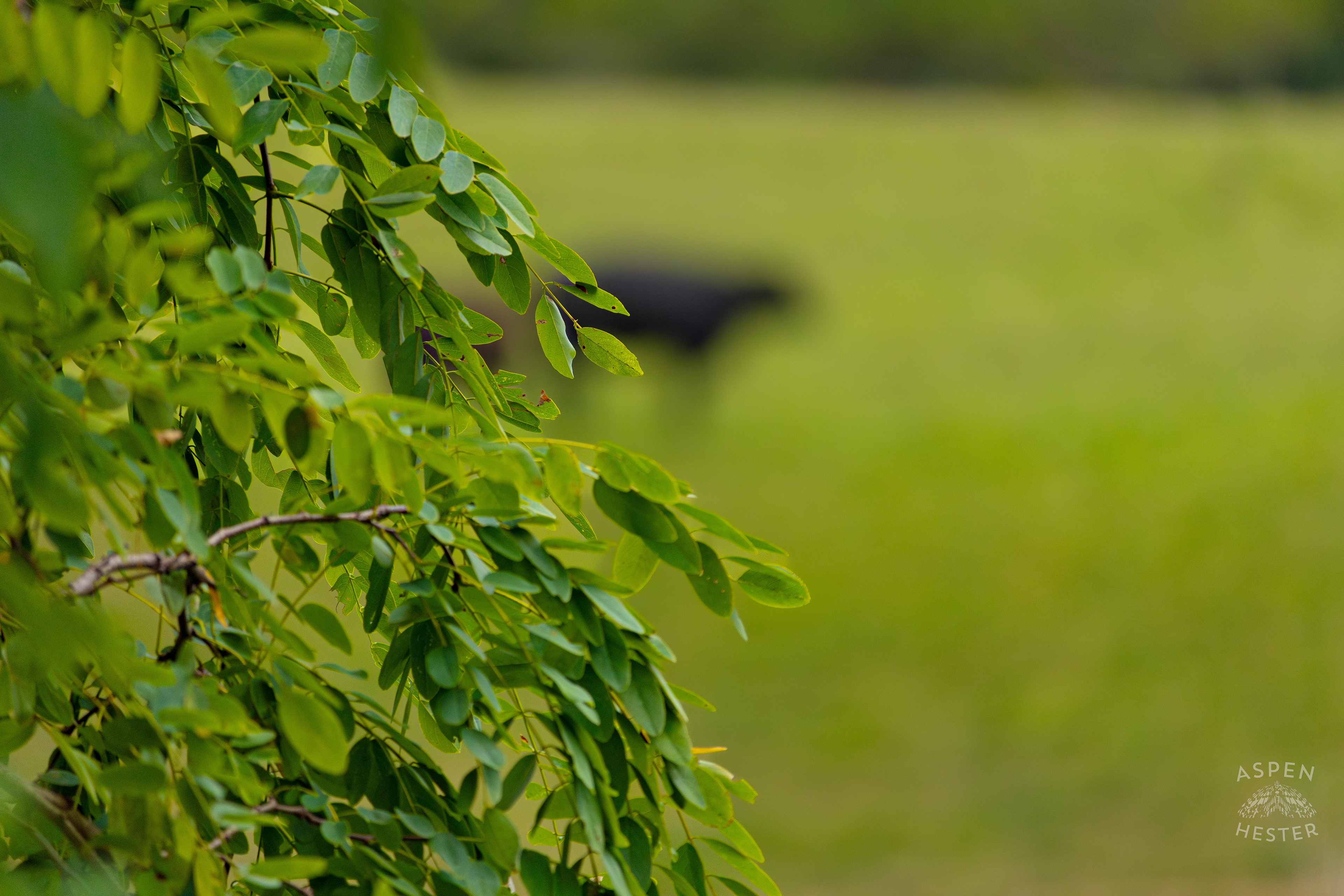 Cows Grazing on the Shore of Reformatory Lake. August 12th, 2024/Aspen Hester