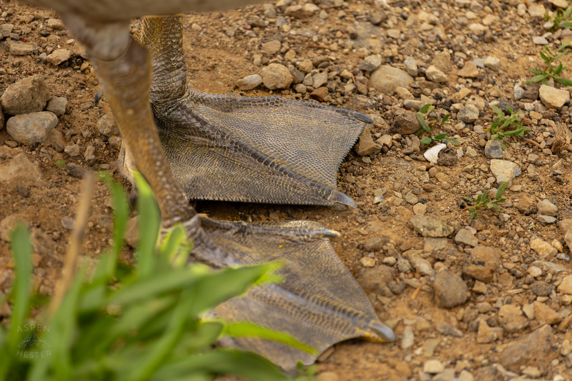 A Goose's Feet in Brown Park. April 14th, 2025/Aspen Hester