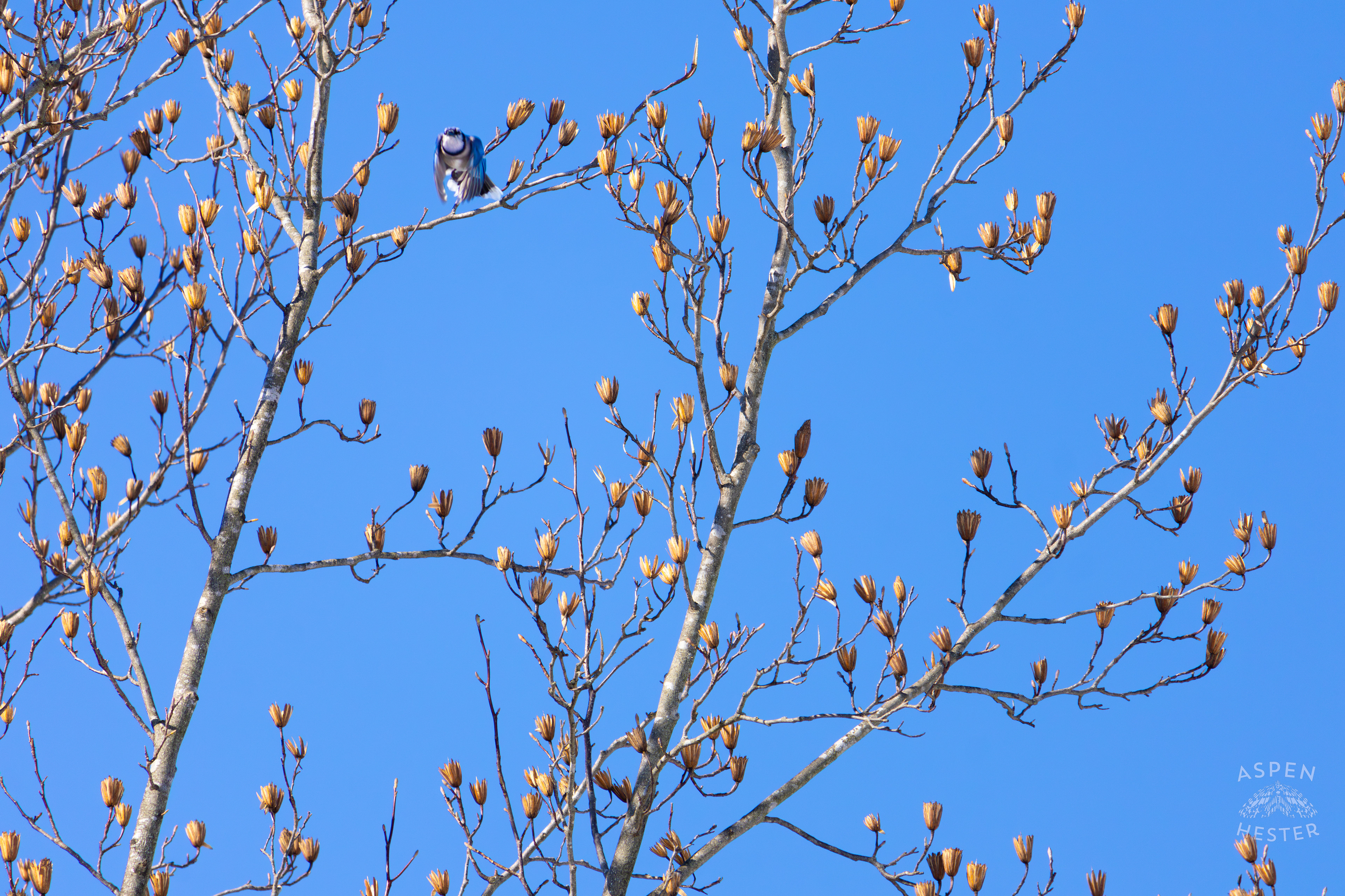 A Blue Jay Flies Away From A Tulip Tree in my Backyard. January 13th, 2025/Aspen Hester