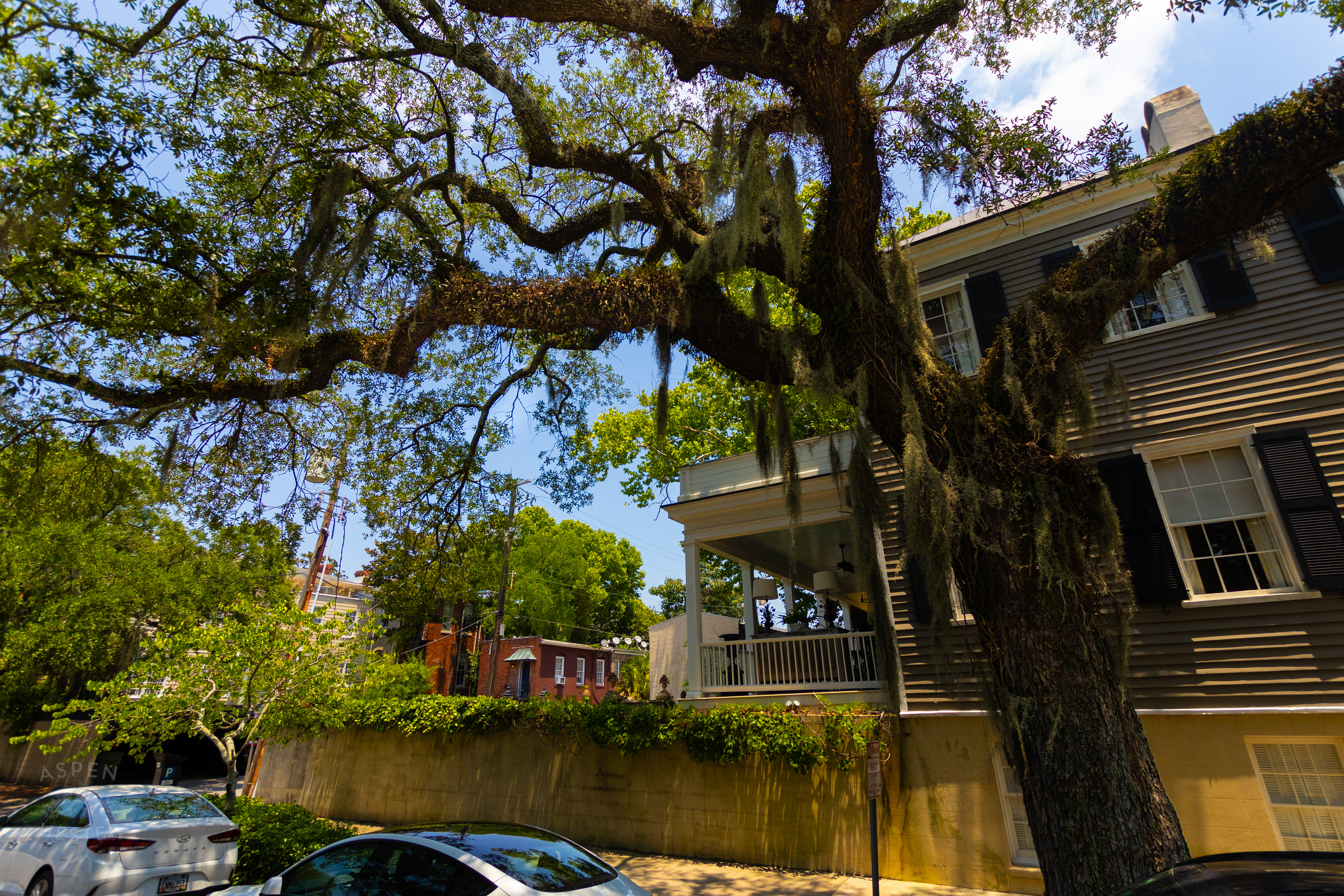 Oak Tree and Spanish Moss in Savannah Georgia. June 26th, 2024/Aspen Hester