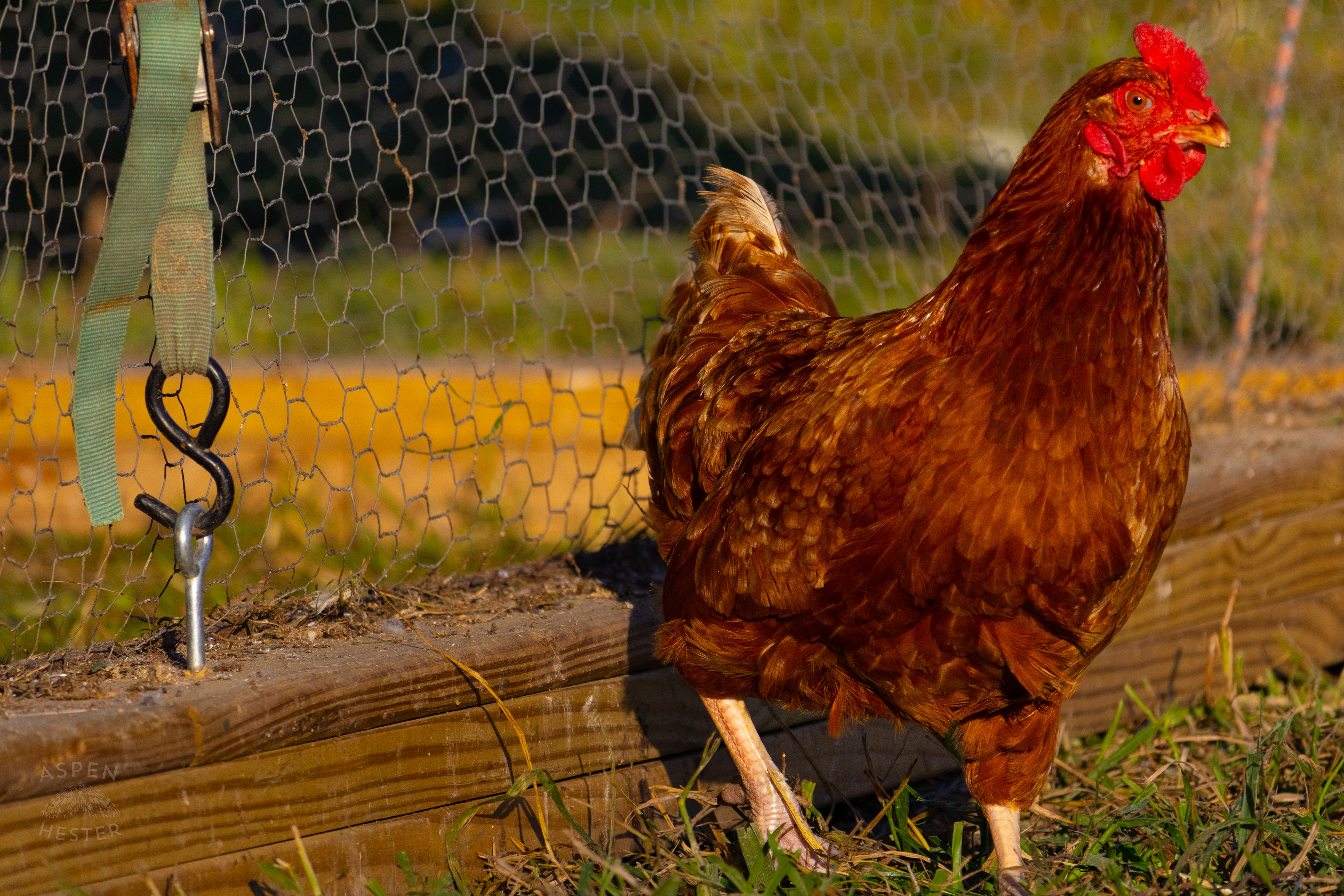 A Chicken Pecking About on Skinner Farms Thanksgiving Turkey Pick Up Day. November 24th, 2024/Aspen Hester