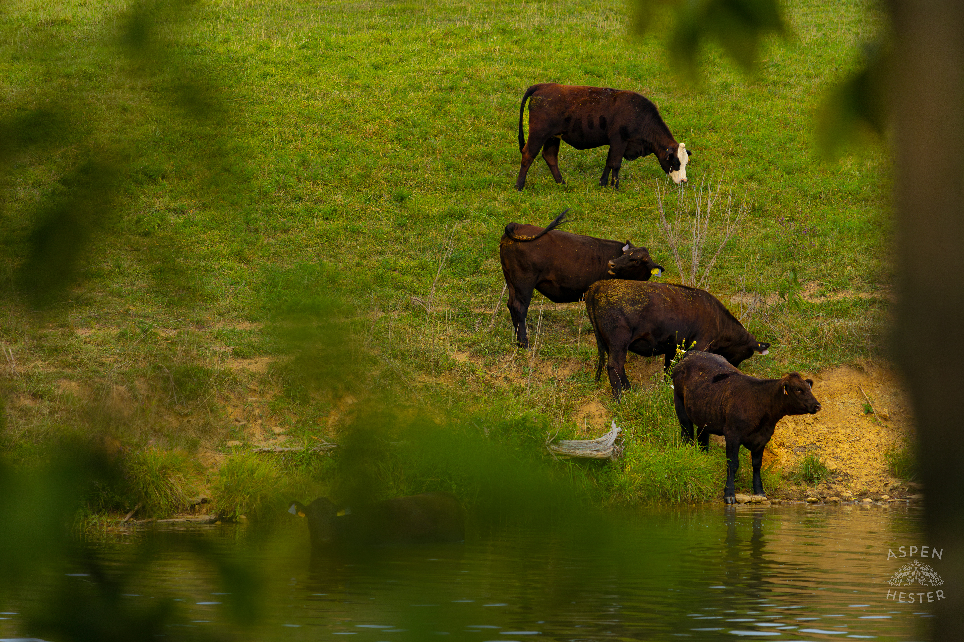 Cows Grazing on the Shore of Reformatory Lake. August 12th, 2024/Aspen Hester