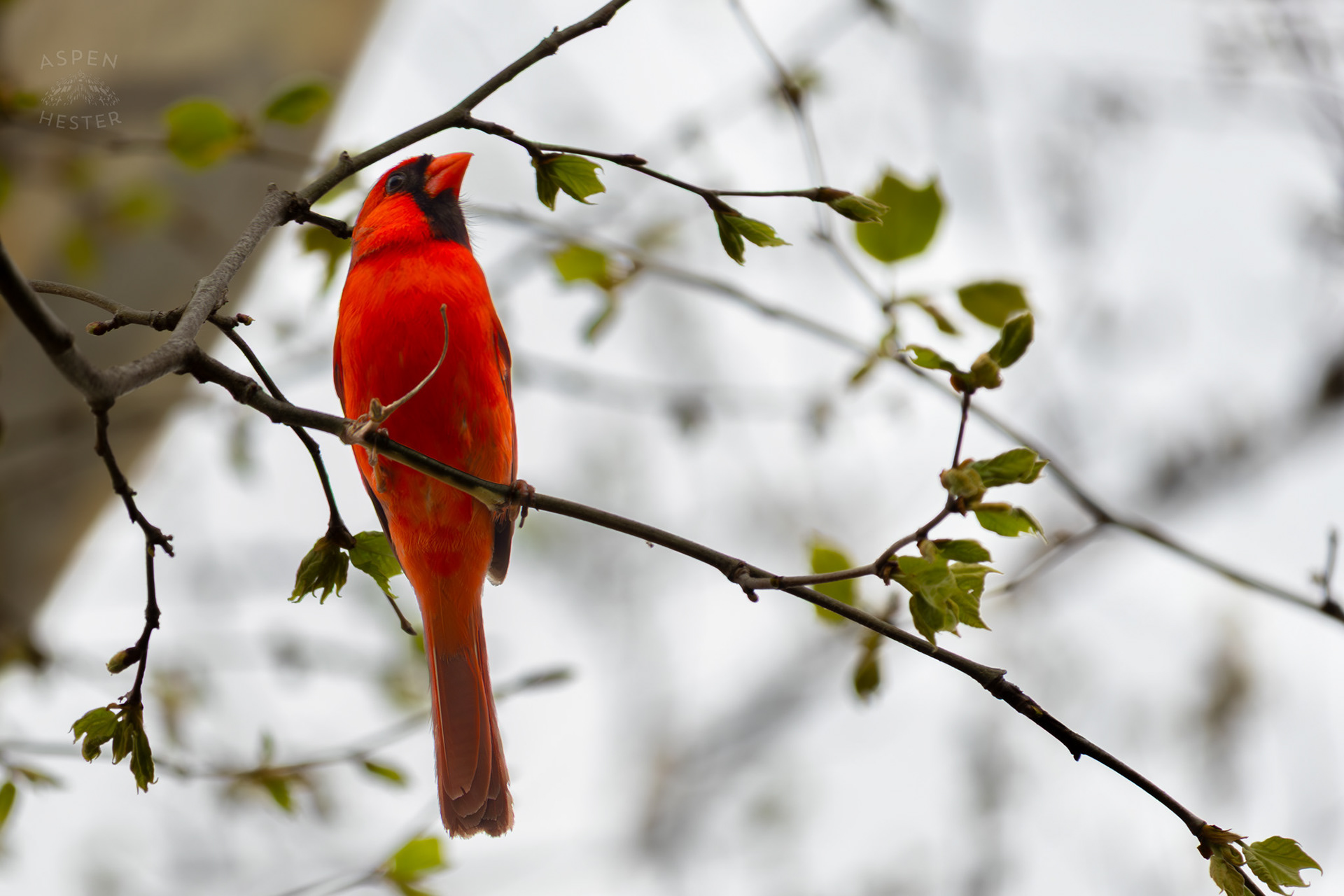 A Bright Cardinal Chills in The Trees of Brown Park. April 14th, 2025/Aspen Hester 
