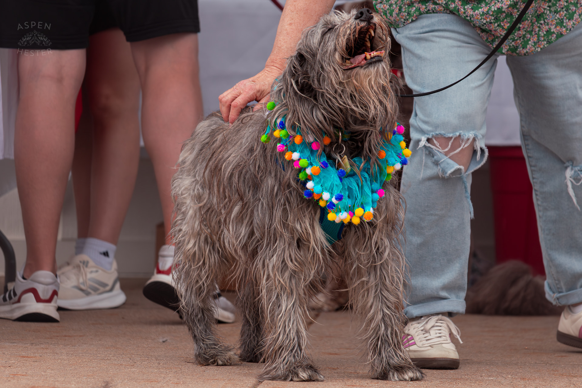 A Unknown Breed of Dog Enjoys Pets and Sunshine While Wearing A Colorful Collar at Westport Village’s 5th Annual Puppy Palooza. April 19th, 2025/Aspen Hester