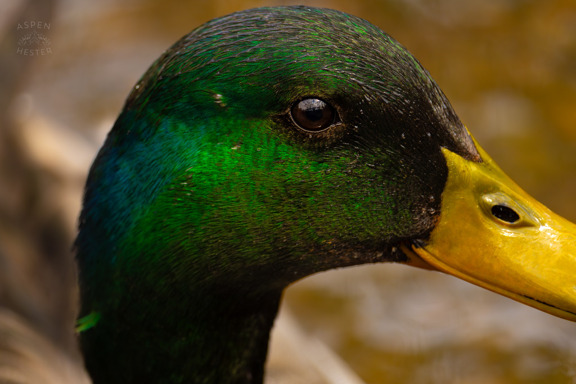 A Male Mallard Basks in The Sun on The Banks of Middle Fork Beargrass Creek Where It Runs Through Brown Park. April 14th, 2025/Aspen Hester