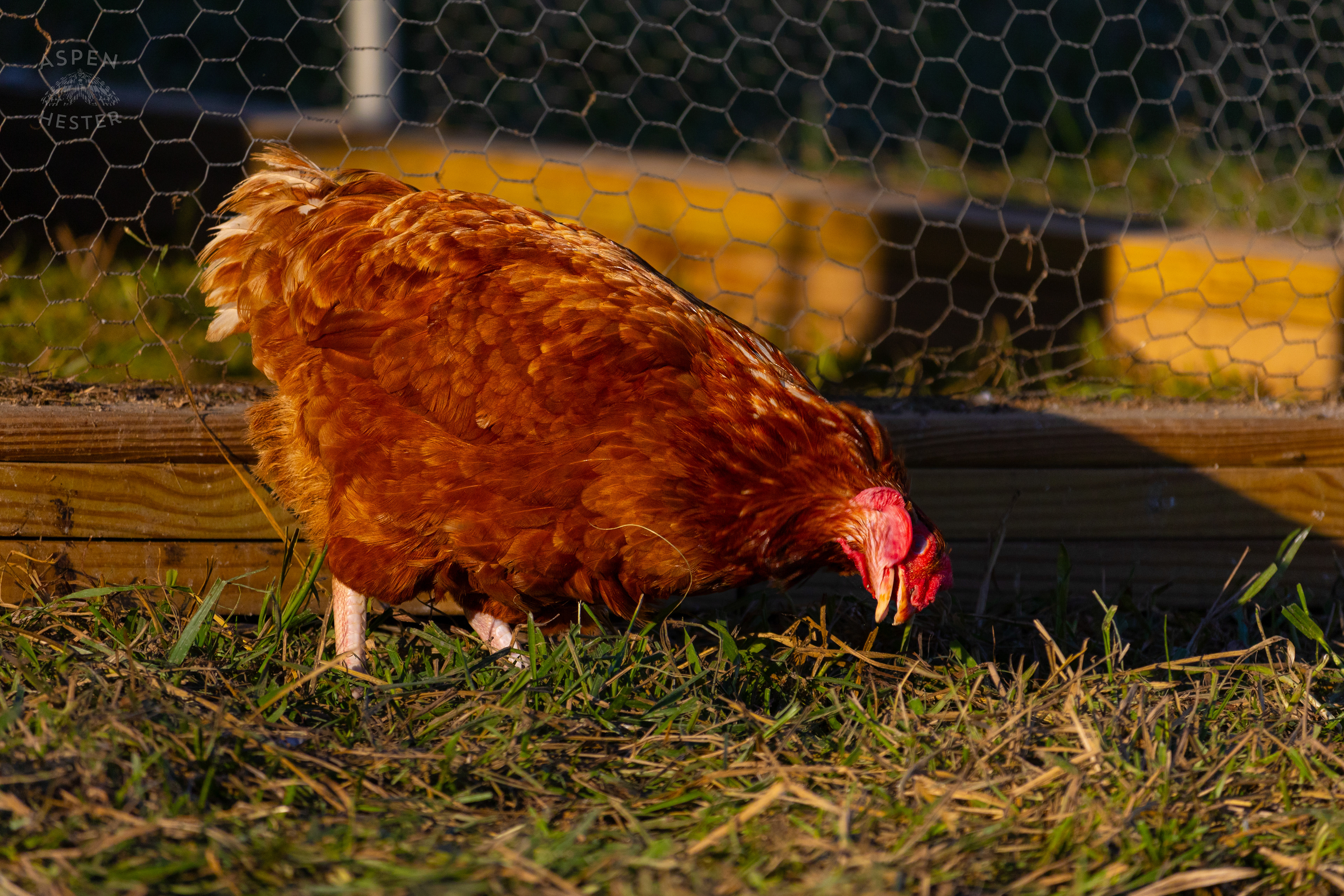 A Chicken Shaking it Out on Skinner Farms Thanksgiving Turkey Pick Up Day. November 24th, 2024/Aspen Hester