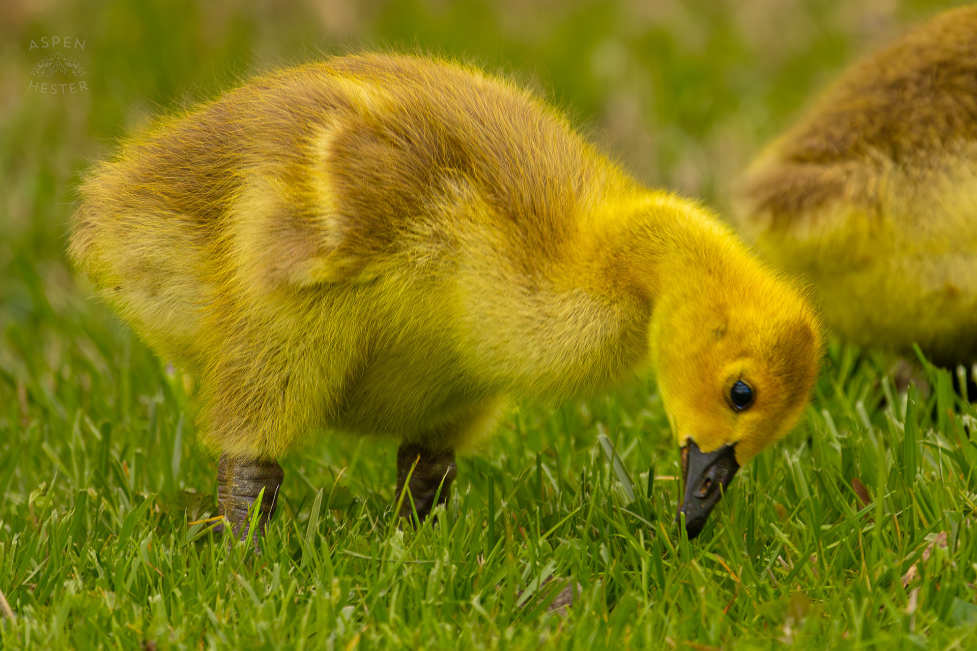 A Young Gosling Grazes Through Brown Park. April 14th, 2025/Aspen Hester