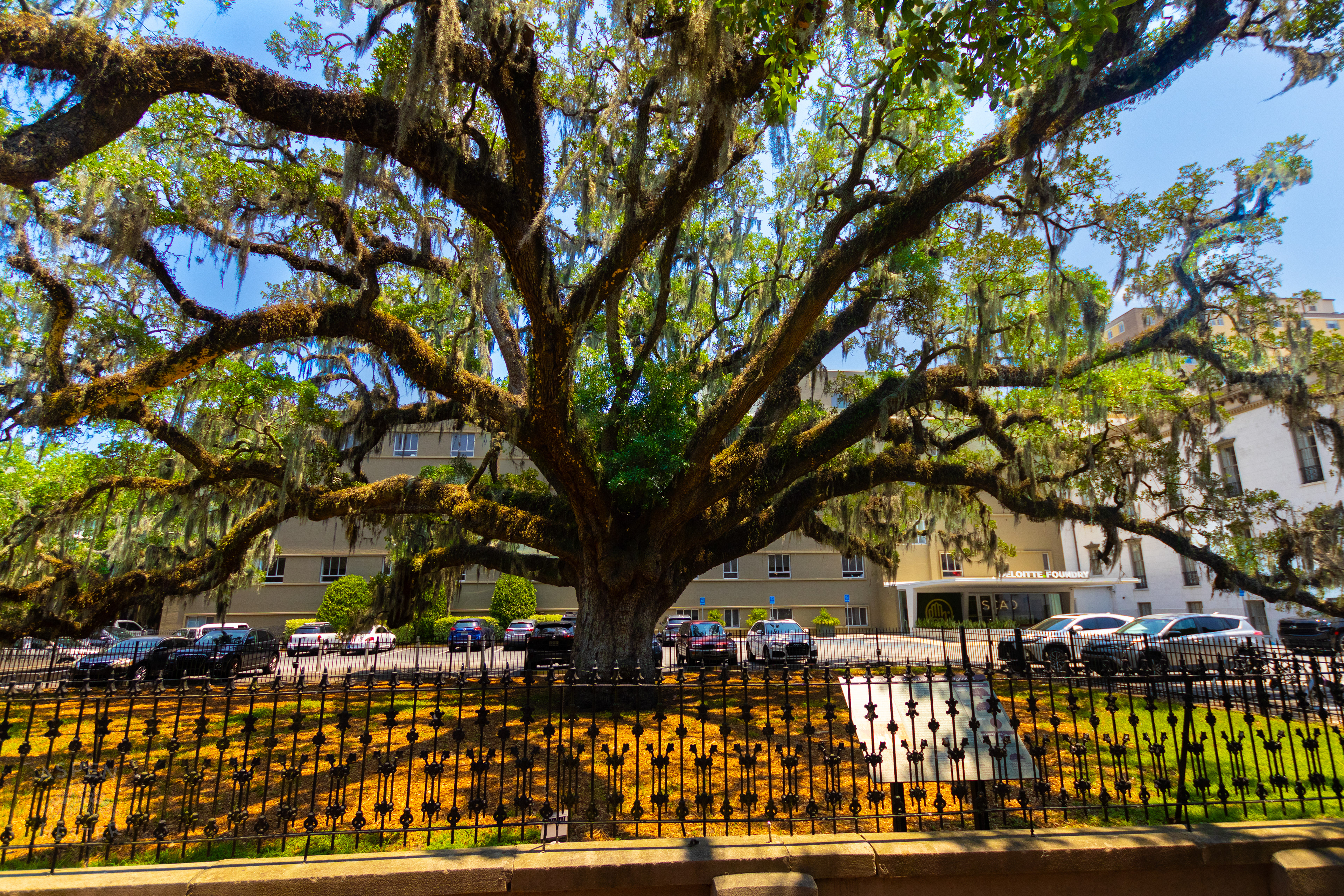 200+ Year Old Oak Tree in Savannah Georgia. June 26th, 2024/Aspen Hester