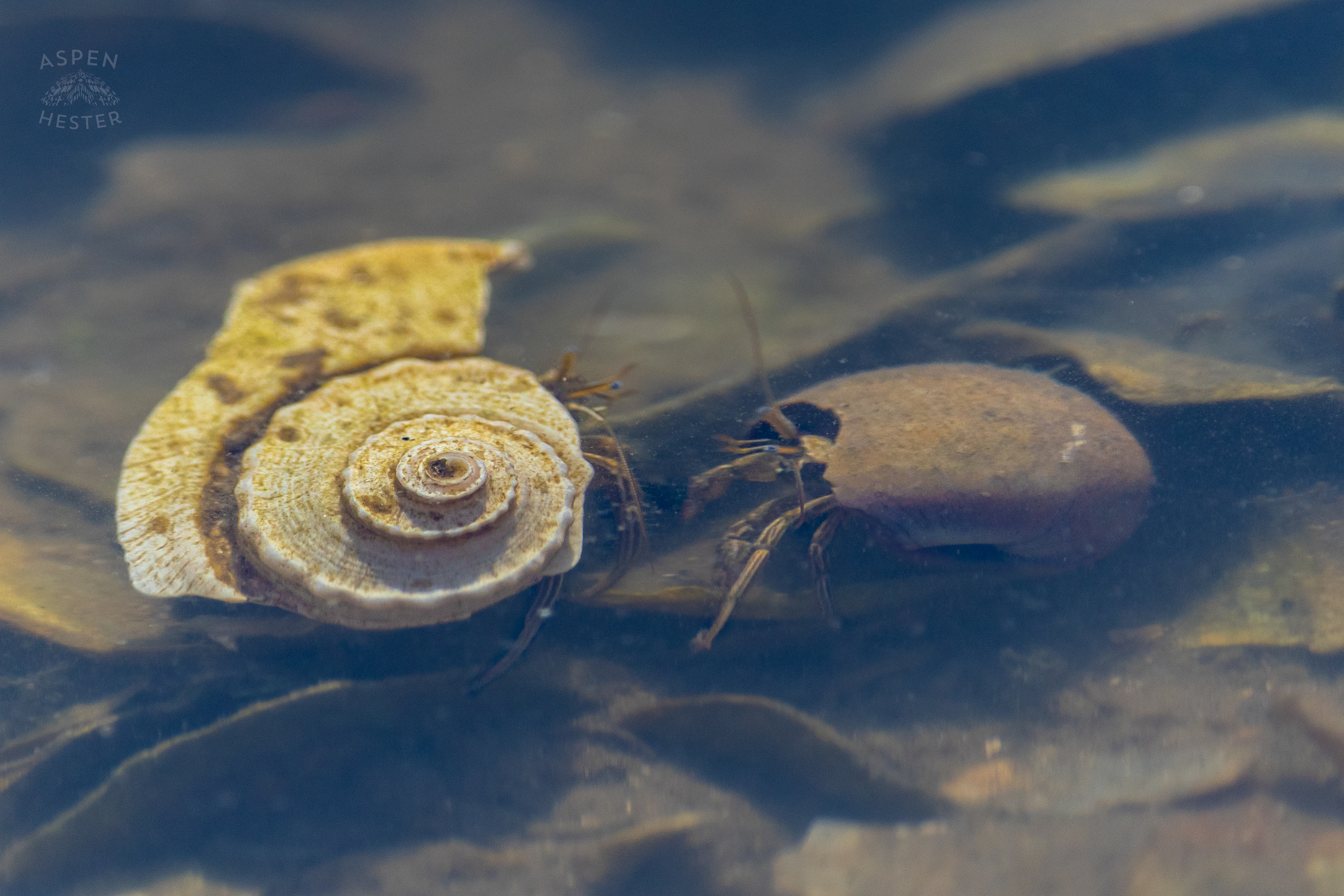Hermit Crabs in A Tide Pool on Tybee Island Georgia. June 25th, 2024/Aspen Hester