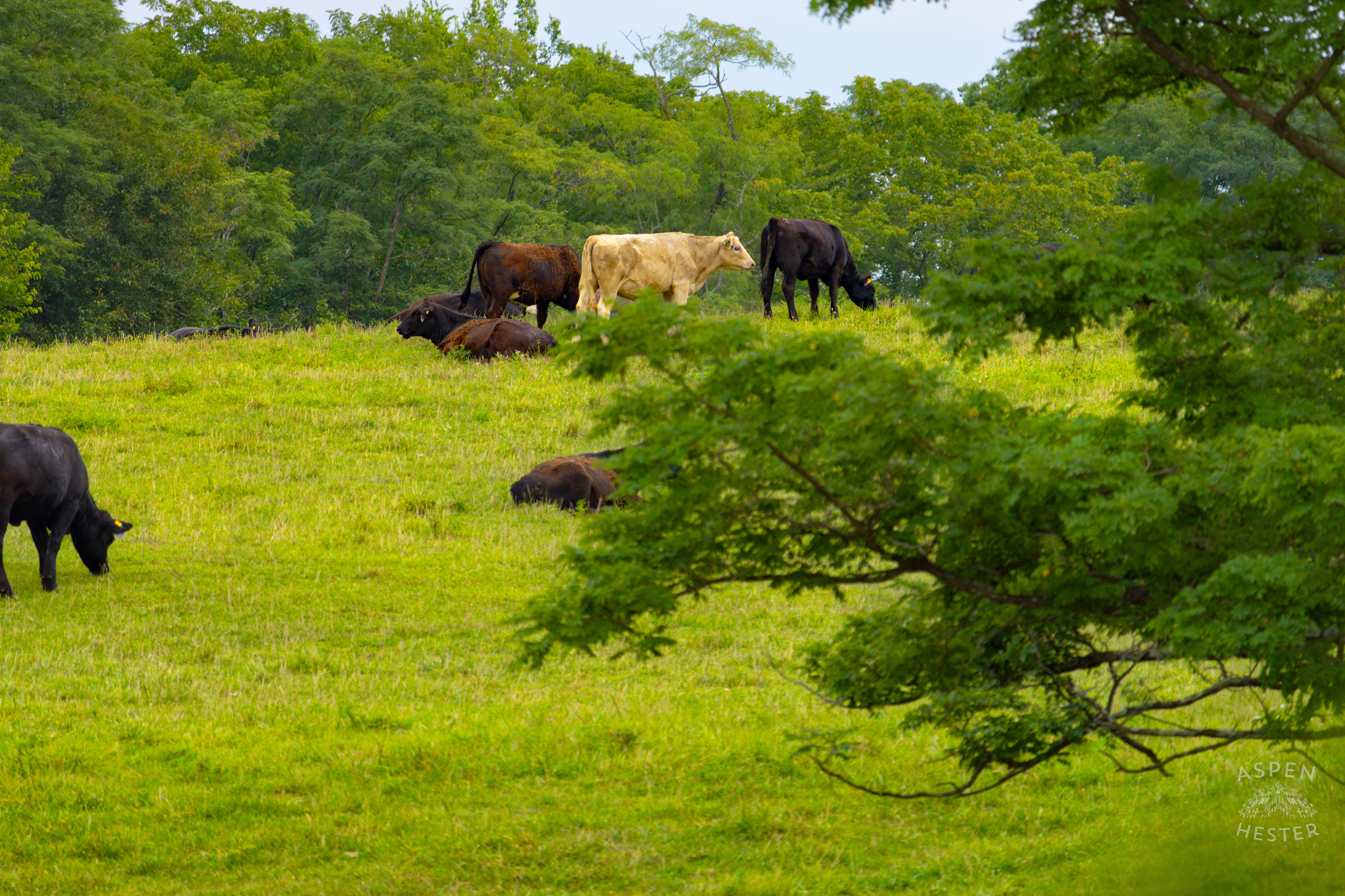 Cows Relaxing and Grazing on the Shore of Reformatory Lake. August 12th, 2024/Aspen Hester