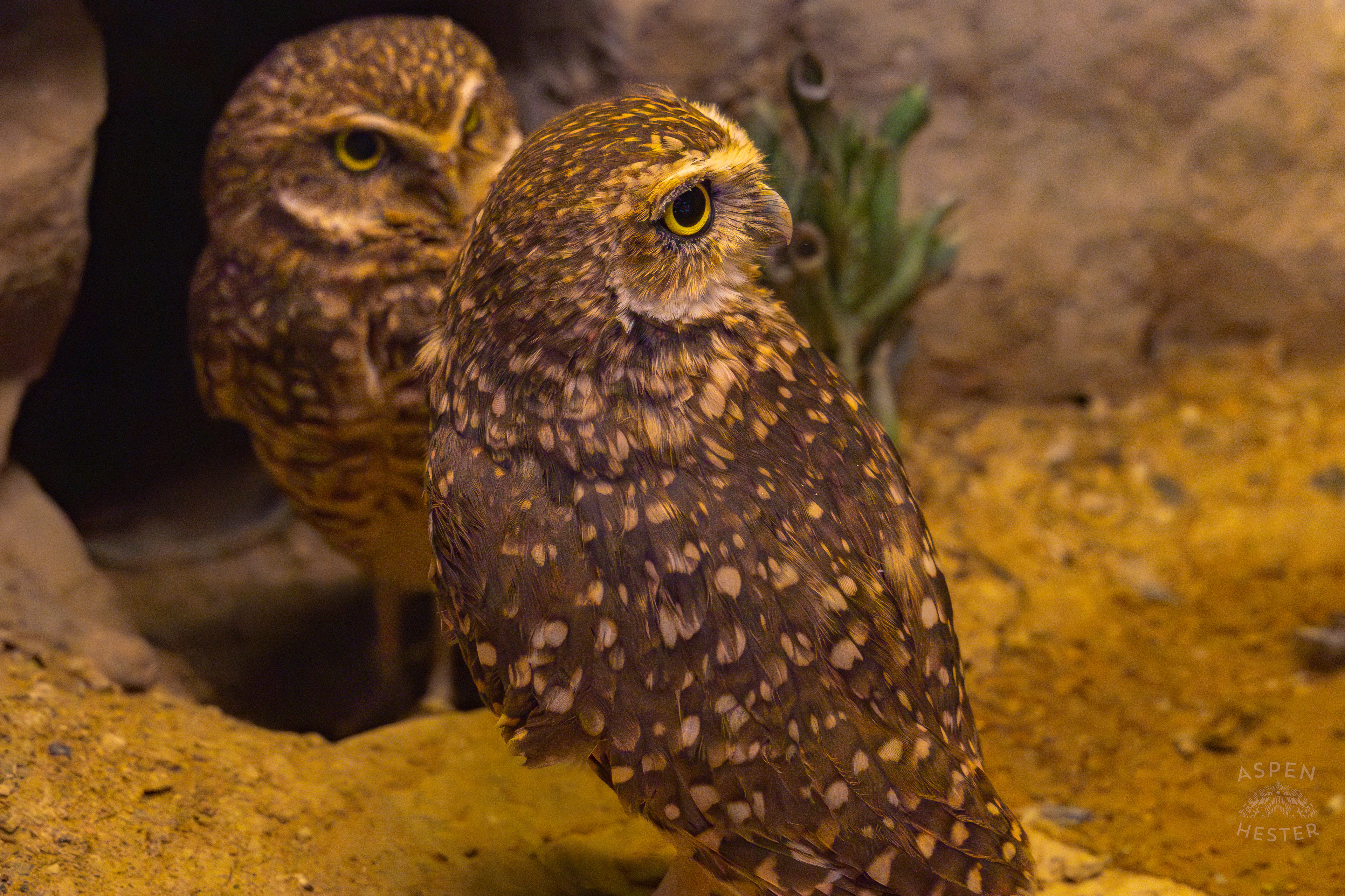 Two Burrowing Owls Hanging Out in Canary's Call Inside The National Aviary in Pittsburgh Pennsylvania. February 26th, 2025/Aspen Hester