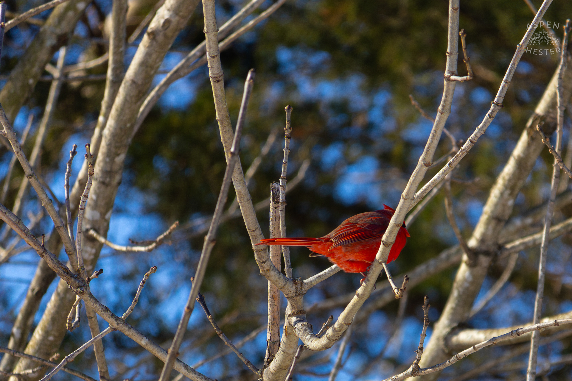 A Cardinal Sits in A Tulip Tree in my Backyard. January 13th, 2025/Aspen Hester