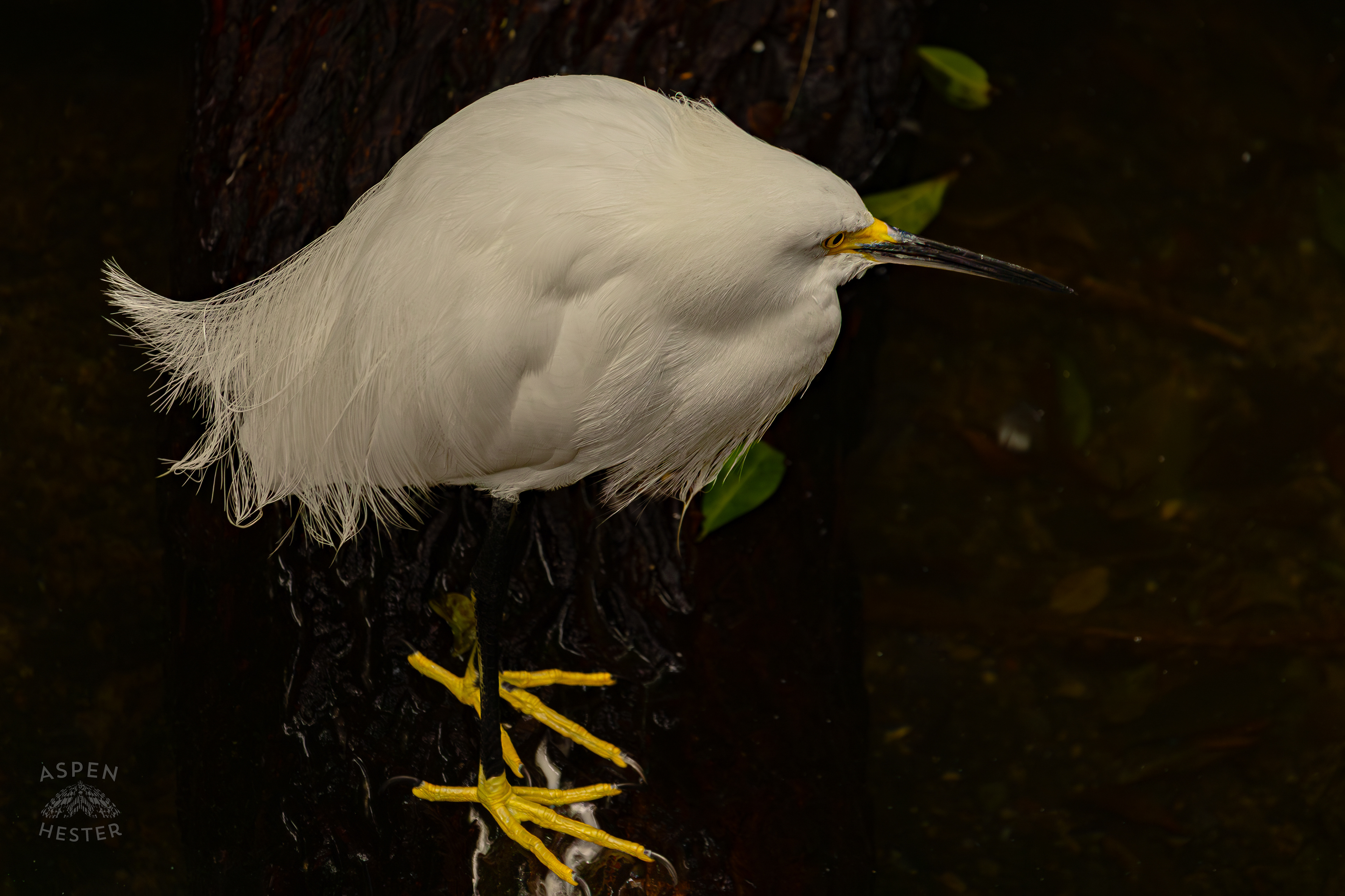 A Snowy Egret Stands Around The Water in The Rainforest Inside The National Aviary in Pittsburgh Pennsylvania. February 26th, 2025/Aspen Hester