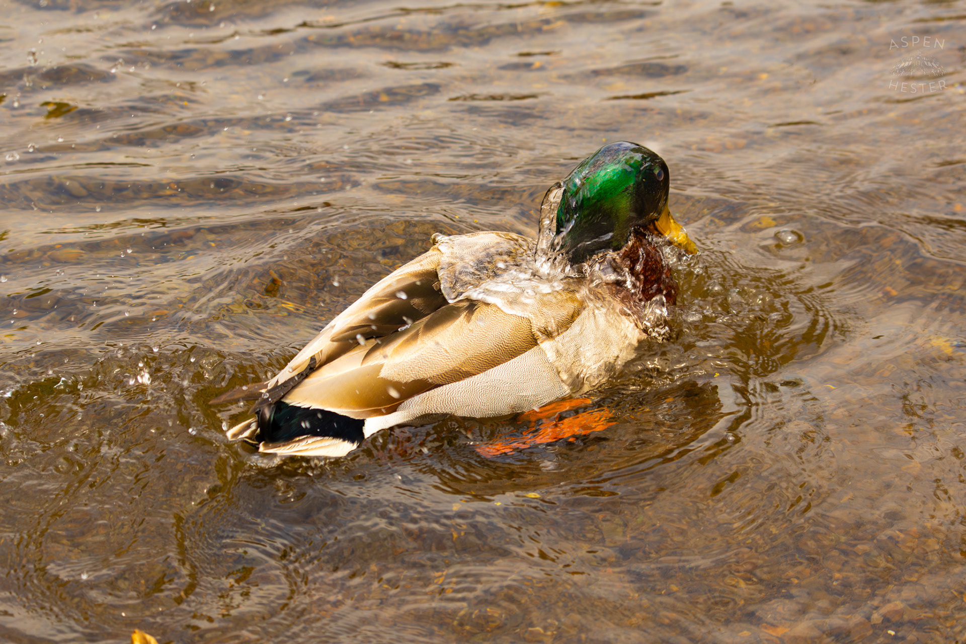 A Male Mallard Washes Himself in Middle Fork Beargrass Creek Where It Runs Through Brown Park. April 14th, 2025/Aspen Hester