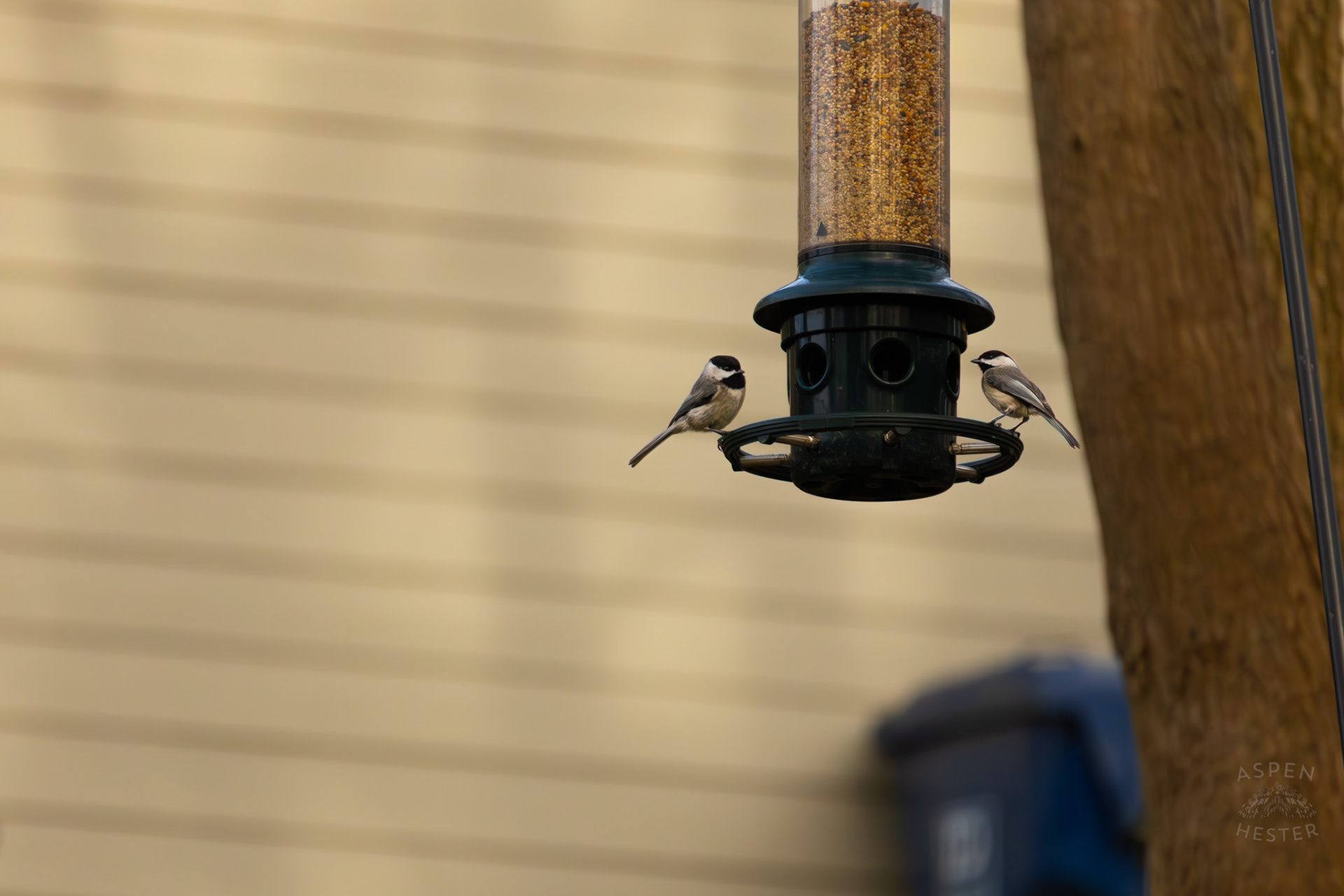 Two Carolina Chickadees Eat From A Birdfeeder in My Neighbor's Yard. March 29th, 2026/Aspen Hester