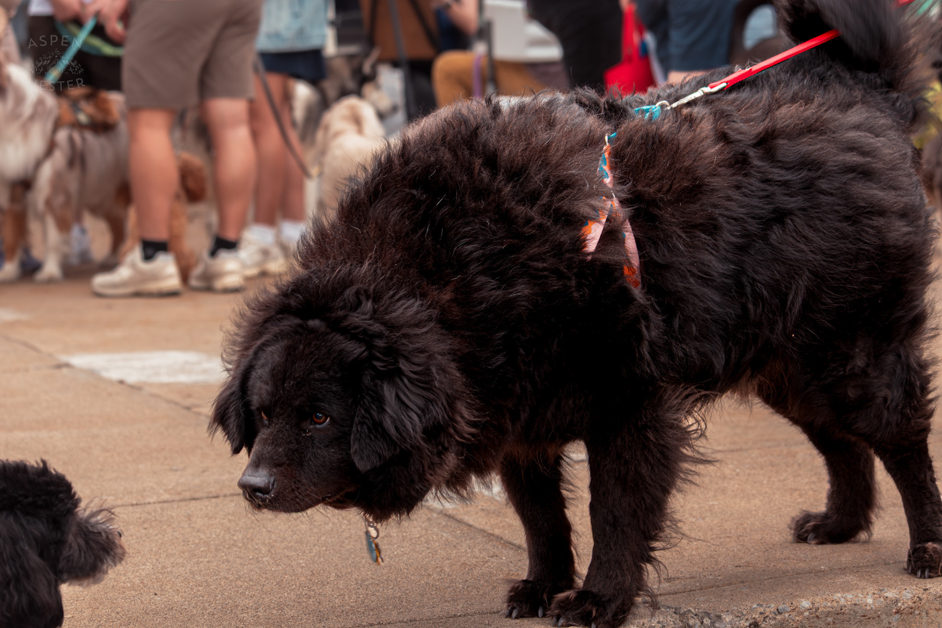 A Large Fluffy Black Dog Greets A Much Smaller Pup at Westport Village’s 5th Annual Puppy Palooza. April 19th, 2025/Aspen Hester