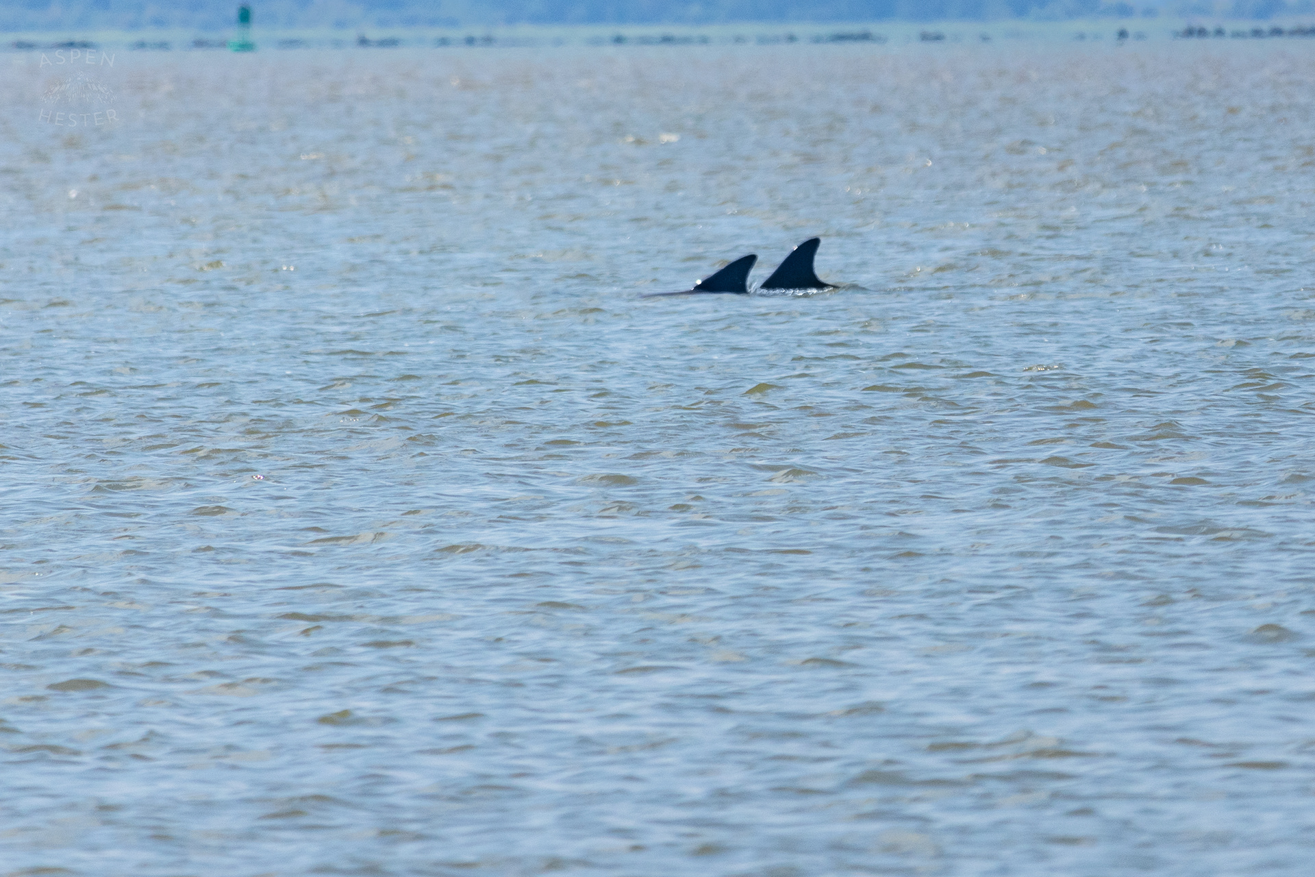 Bottlenose Atlantic Dolphins Swimming Off Tybee Island Georgia. June 25th, 2024/Aspen Hester