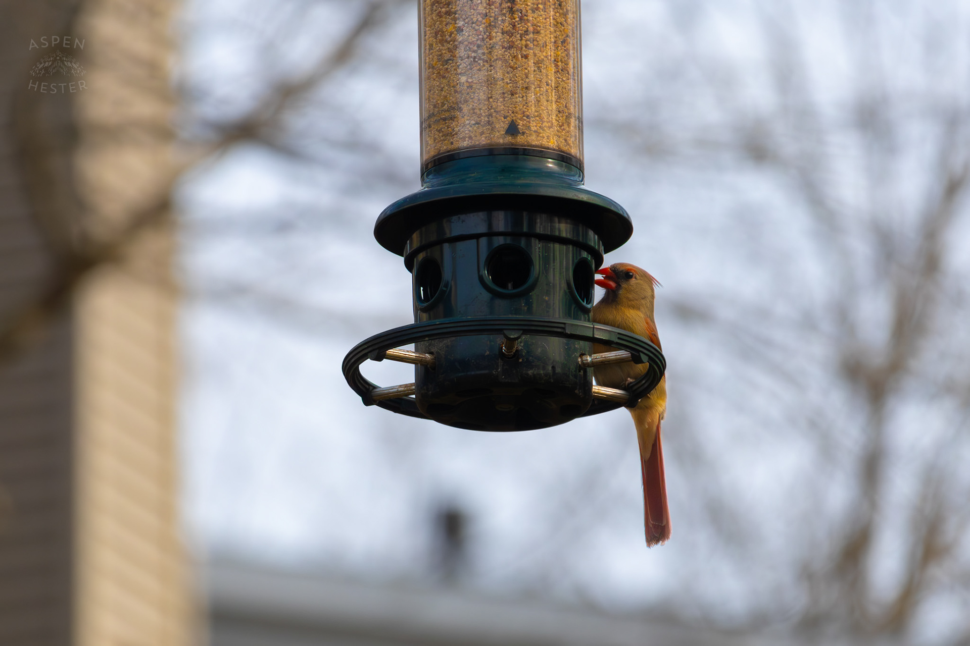 A Female Cardinal Eats From A Birdfeeder in My Neighbor's Yard. March 29th, 2026/Aspen Hester
