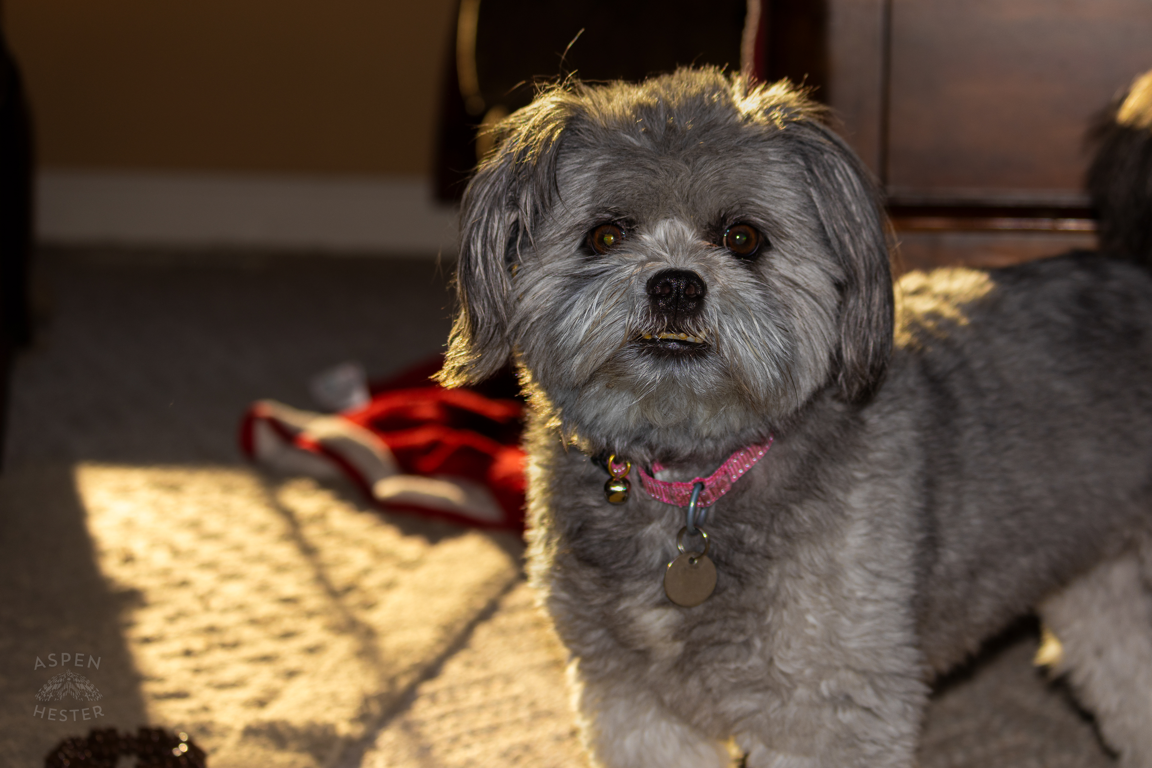 My Girl Mabel. November 11th, 2024/Aspen Hester