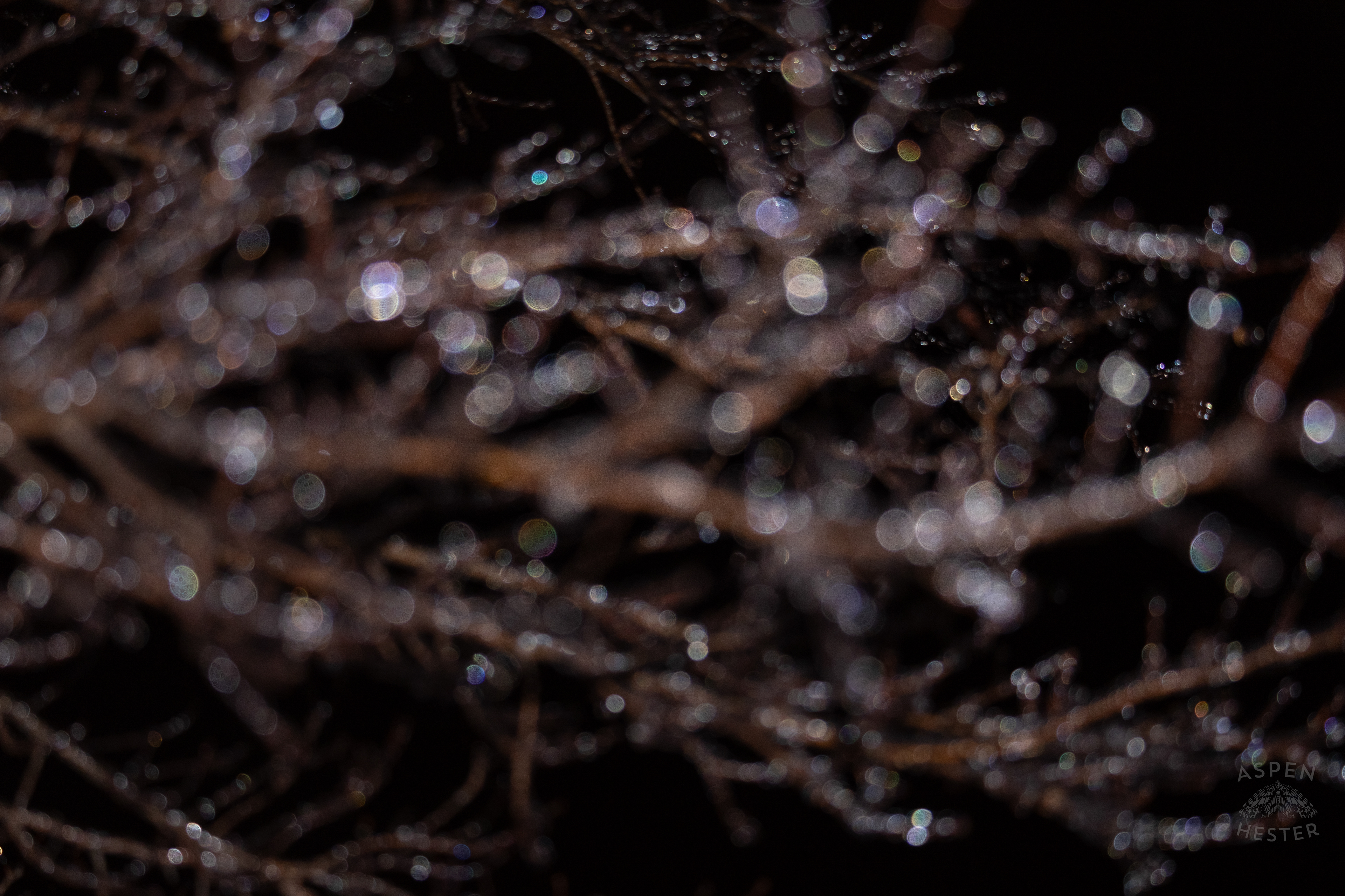 Branches Covered in Thick Ice in Okolona Caused by Winter Storm Blair. January 5th, 2025/Aspen Hester