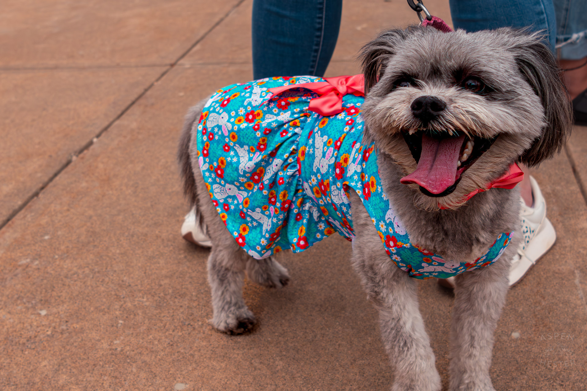 Winner of The Best Smile Award, Mabel Hester Wearing Her Easter Dress at Westport Village’s 5th Annual Puppy Palooza. April 19th, 2025/Aspen Hester