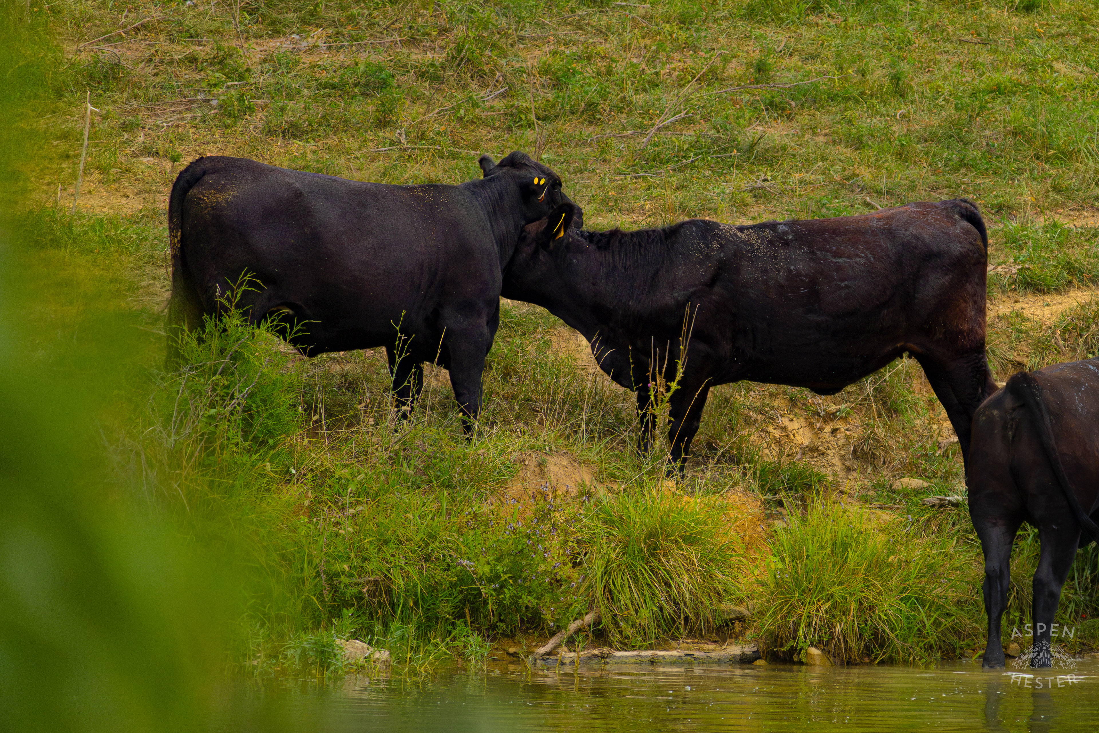 Two Cows Nuzzling on the Shore of Reformatory Lake . August 12th, 2024/Aspen Hester