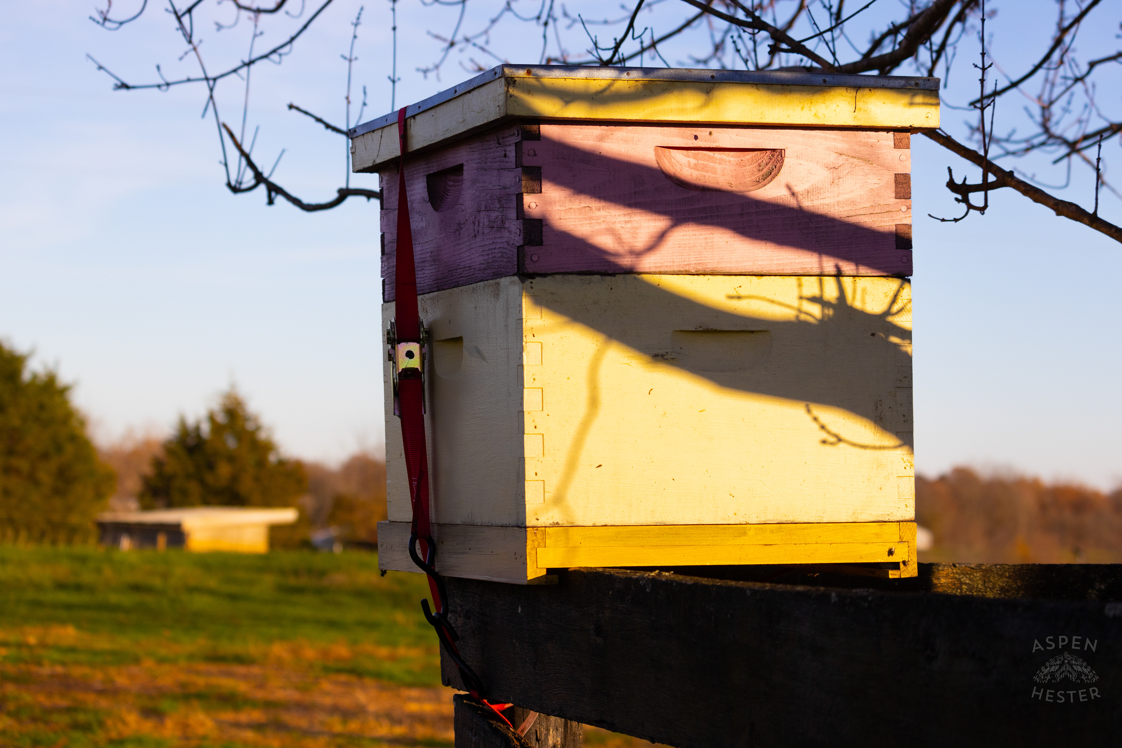 Honey Bees  on Skinner Farms Thanksgiving Turkey Pick Up Day. November 24th, 2024/Aspen Hester