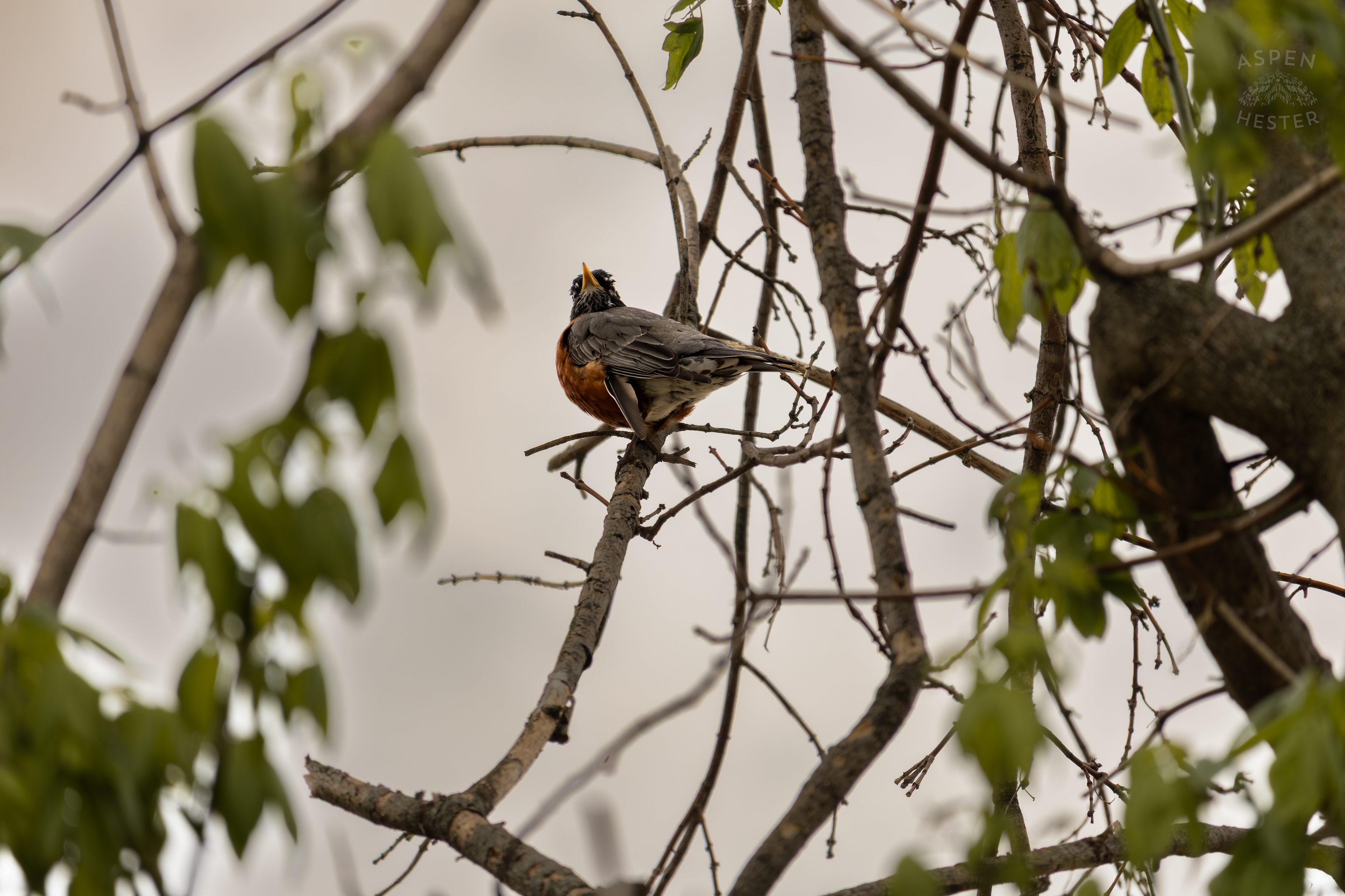 A Robin Perches High in The Trees Above The Ohio Rivers Near Crest Amid The Historic Flooding in Utica Indiana. April 9th, 2025/Aspen Hester