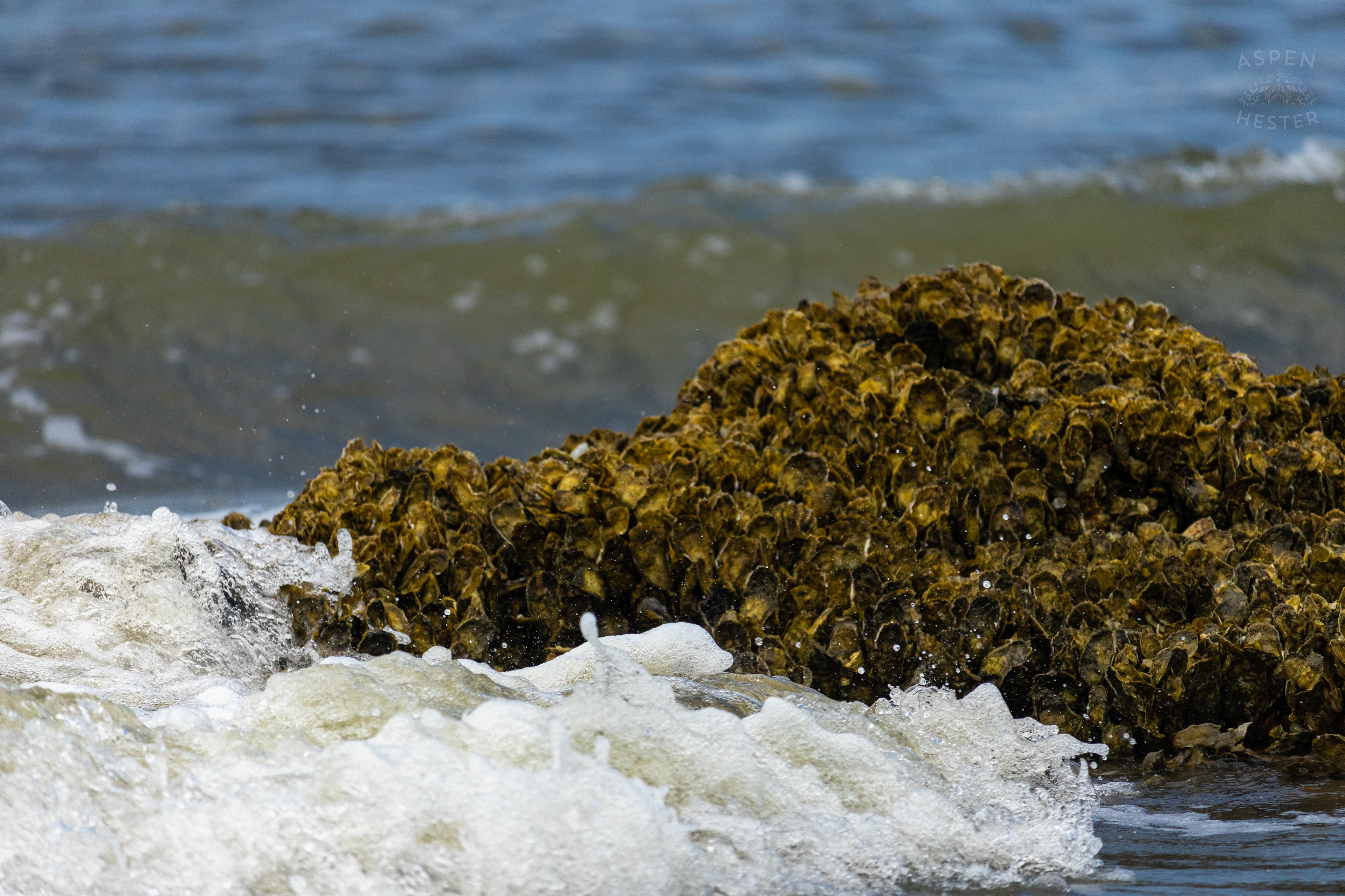 Oyster Reef Poking Through Low Tide On Tybee Island Georgia. June 24th, 2024/Aspen Hester
