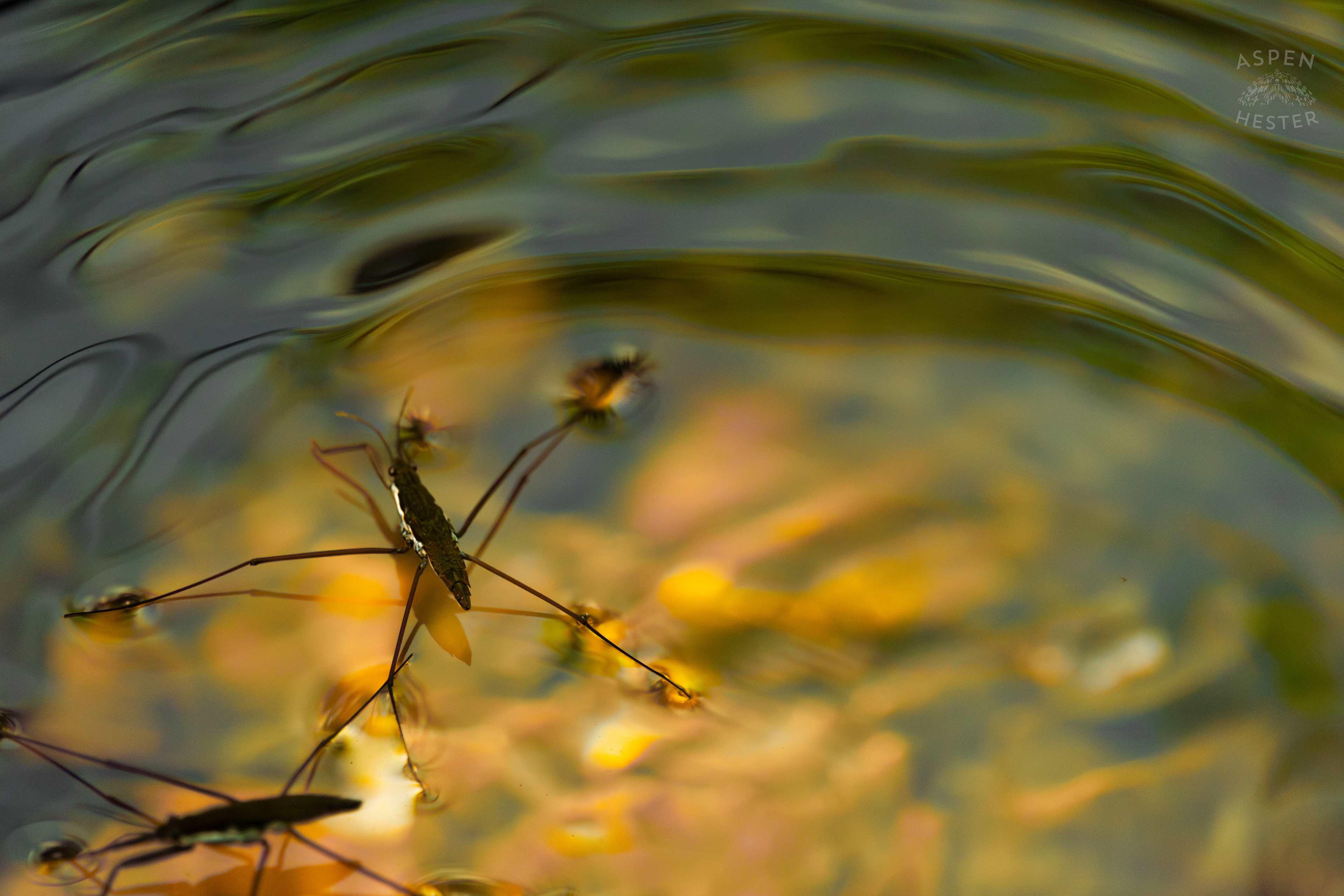 Water Strider on Middle Fork Beargrass Creek in Cherokee Park. May 28th, 2024/Aspen Hester