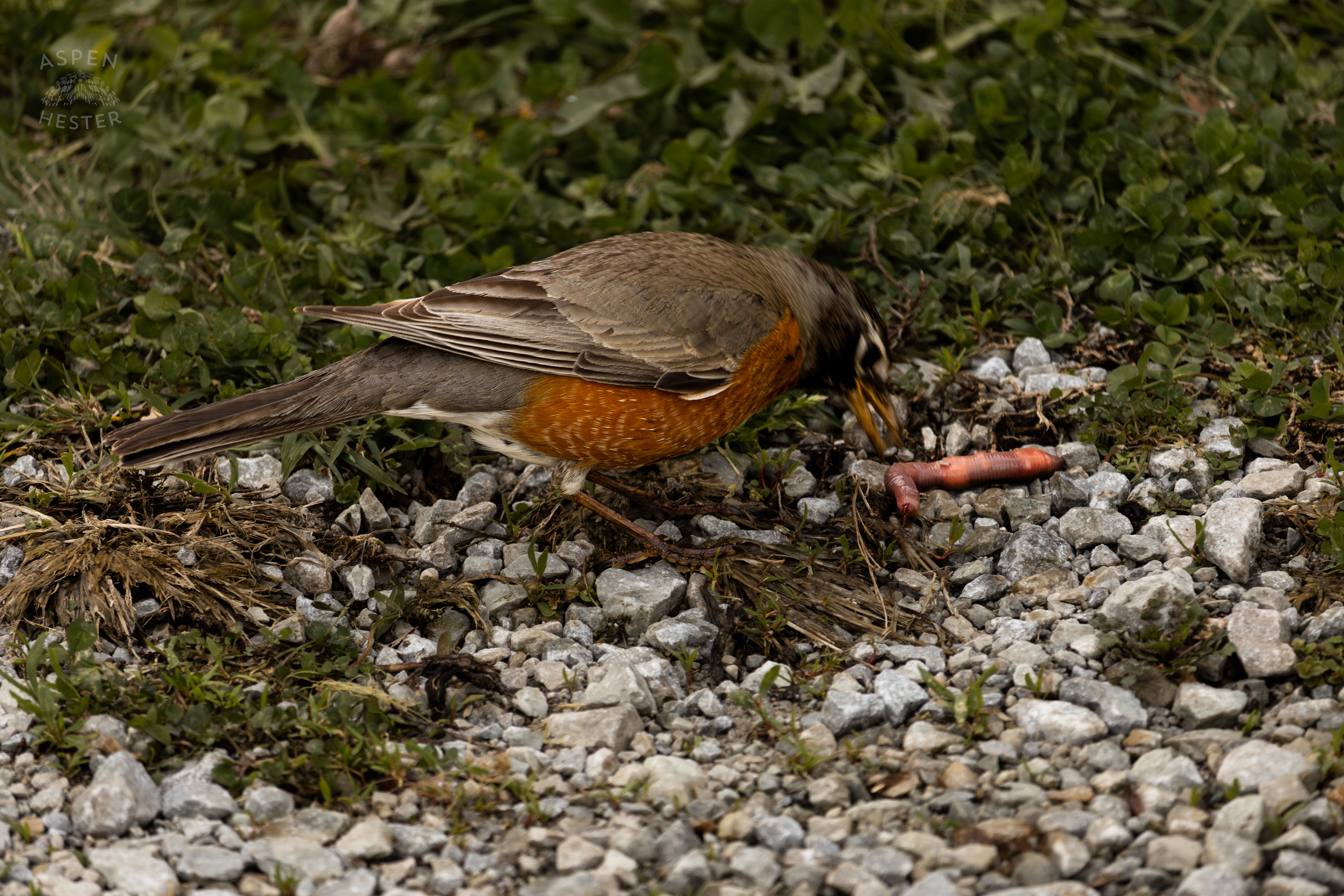 A Robin Eats Worms On The Edge of The Historic Flood Waters in Utica Indiana. April 9th, 2025/Aspen Hester