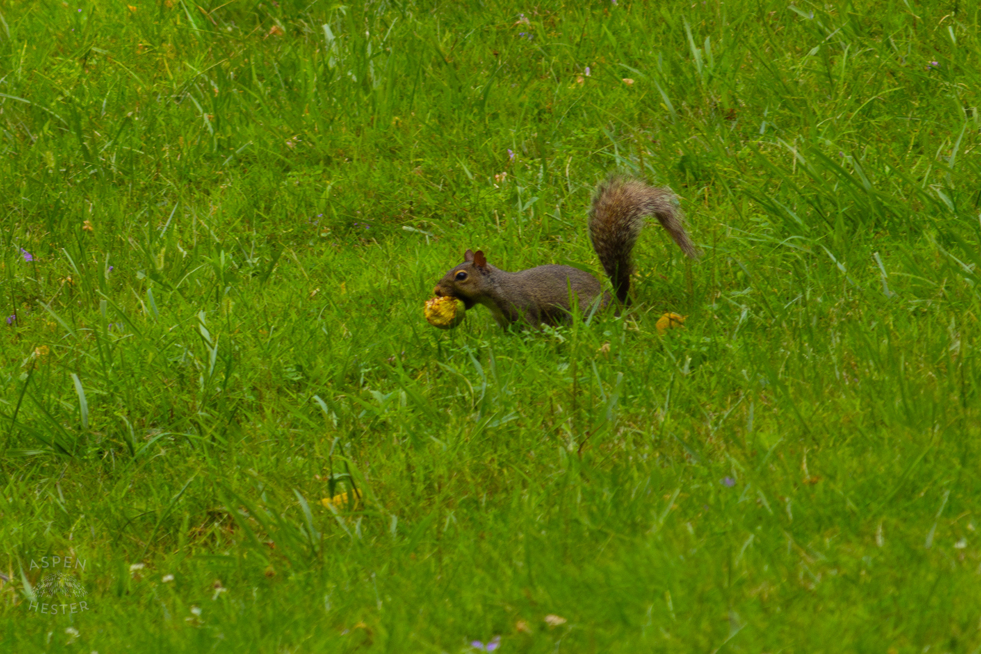 A Squirrel with A Crabapple Runs Through Wendell Moore Park. August 12th, 2024/Aspen Hester
