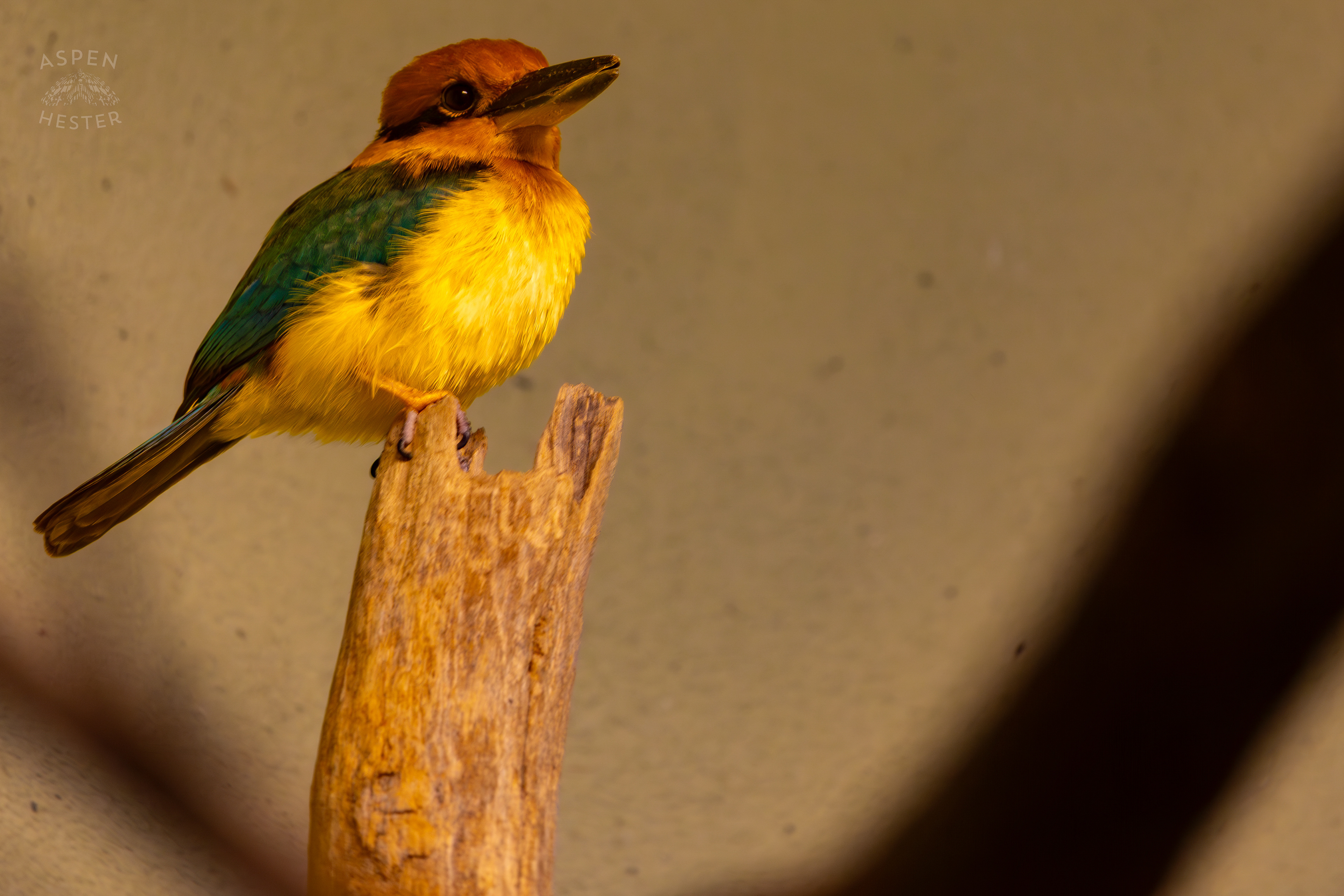 Guam Kingfisher Perches In Canary's Call Inside The National Aviary in Pittsburgh Pennsylvania. February 26th, 2025/Aspen Hester