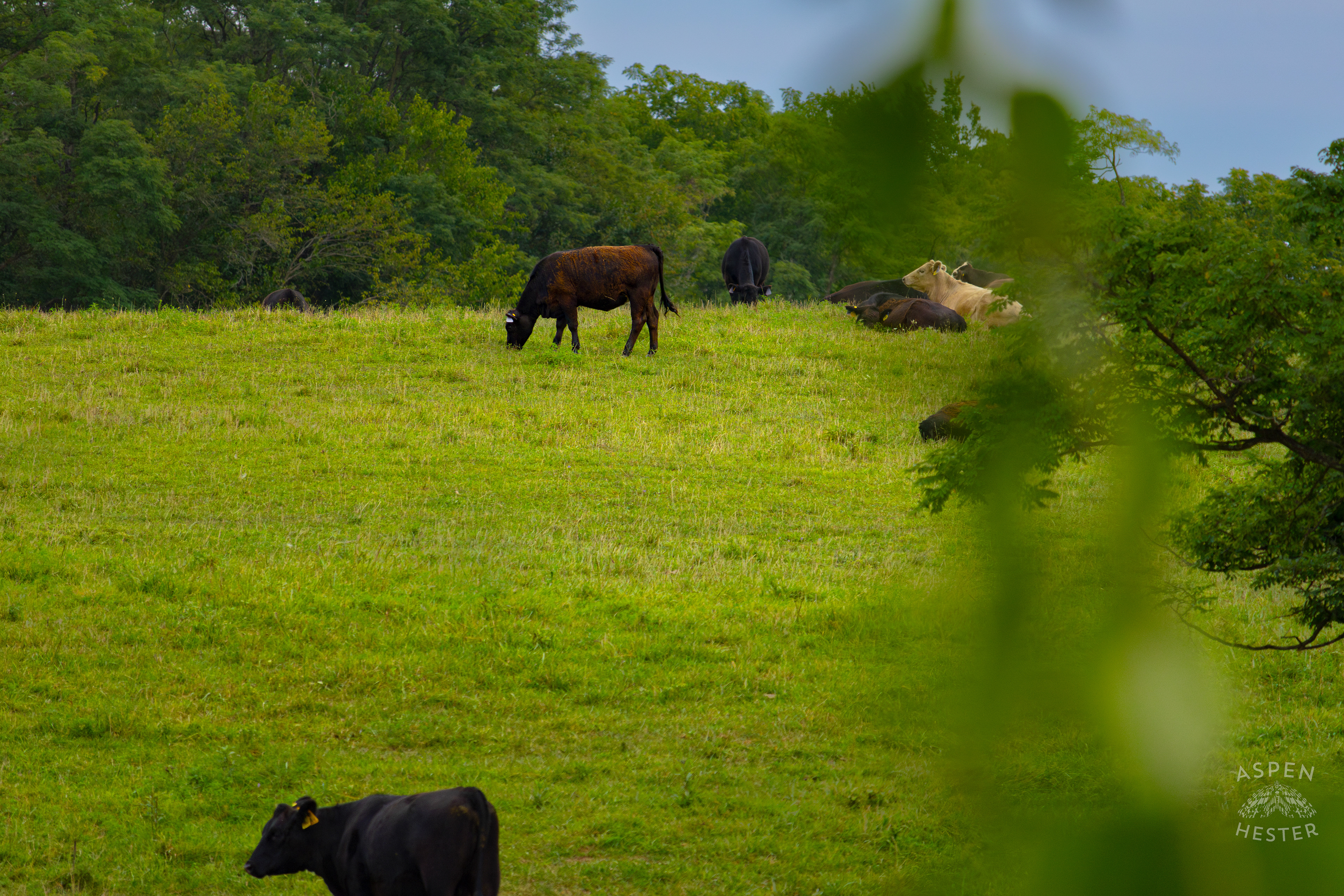 Cows Relaxing and Grazing on the Shore of Reformatory Lake. August 12th, 2024/Aspen Hester
